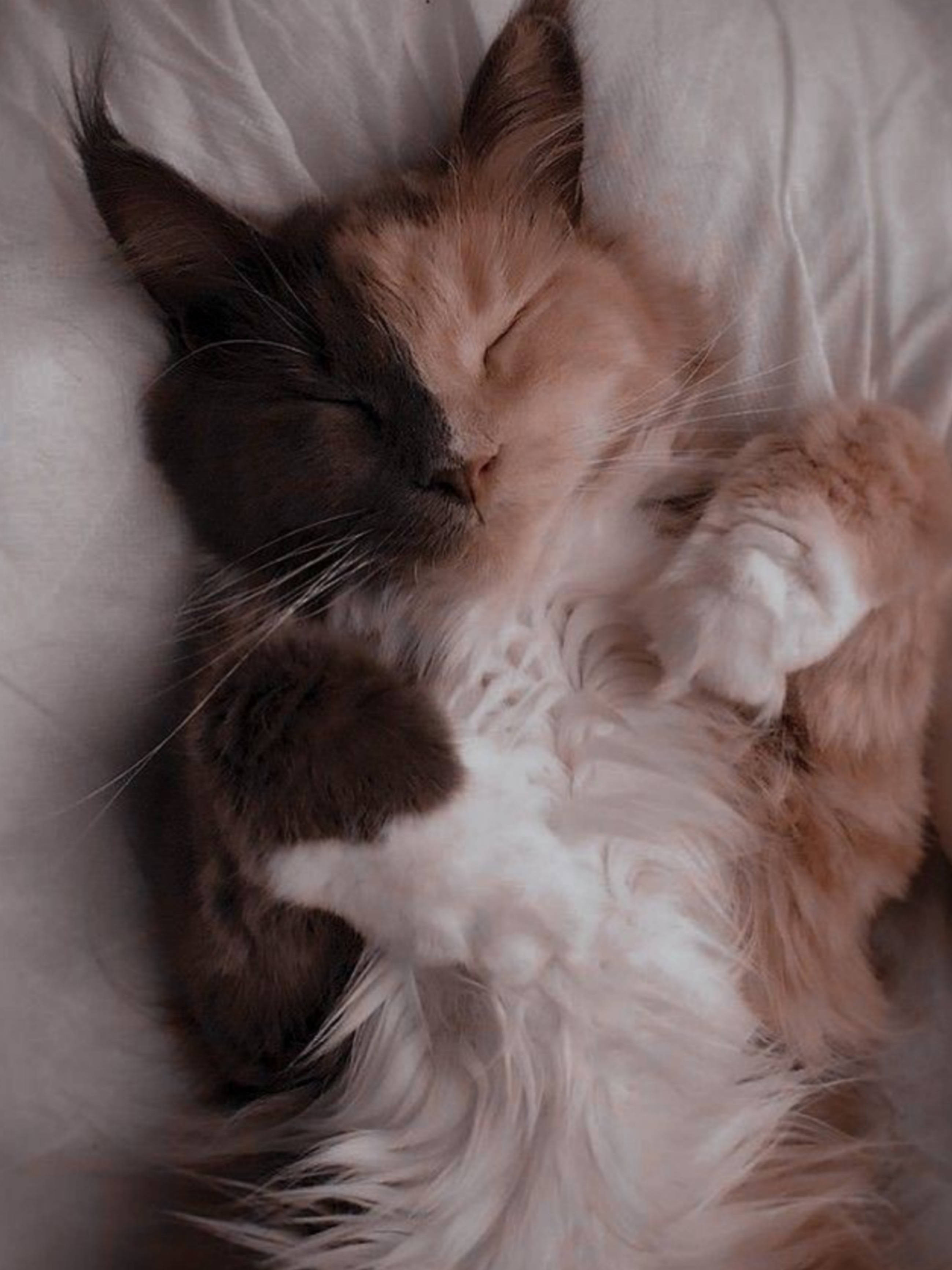 Natutulog na Cute na Pusa Aesthetic Wallpaper