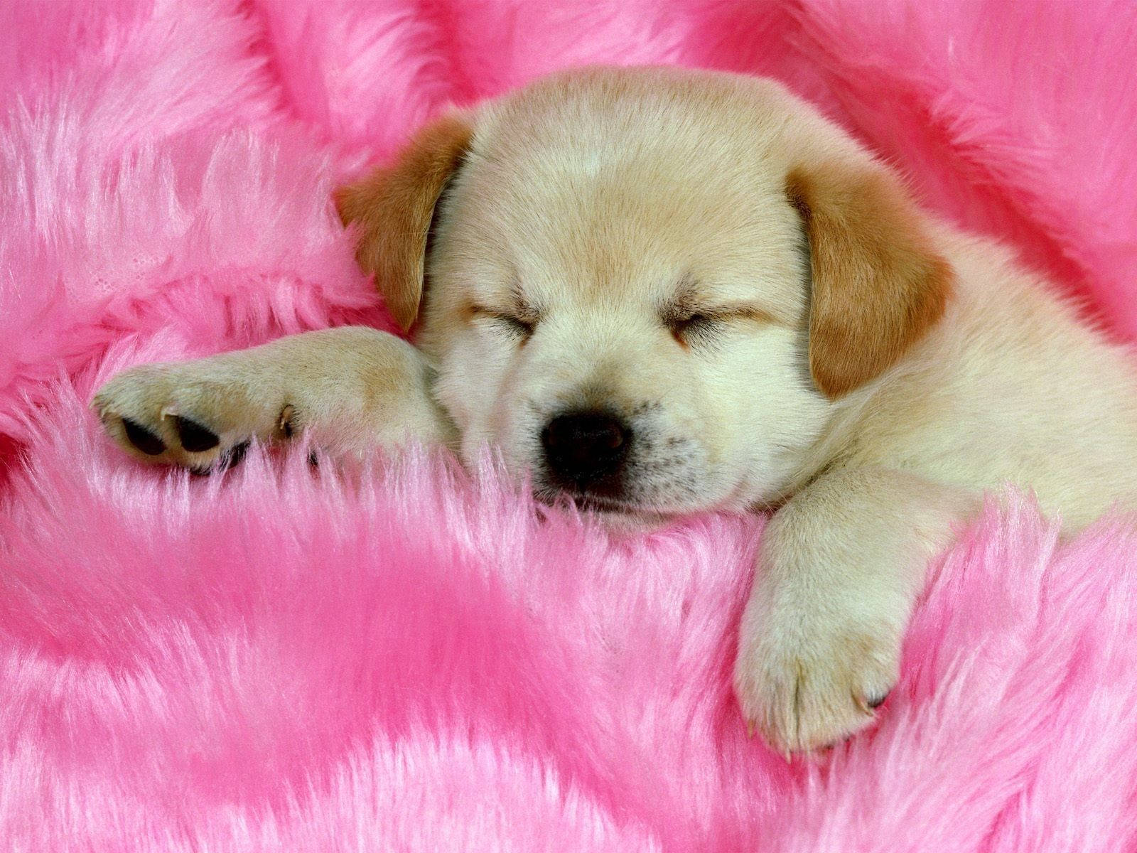 Natutulog na Golden Retriever na Aso sa Pink na Balahibo Wallpaper