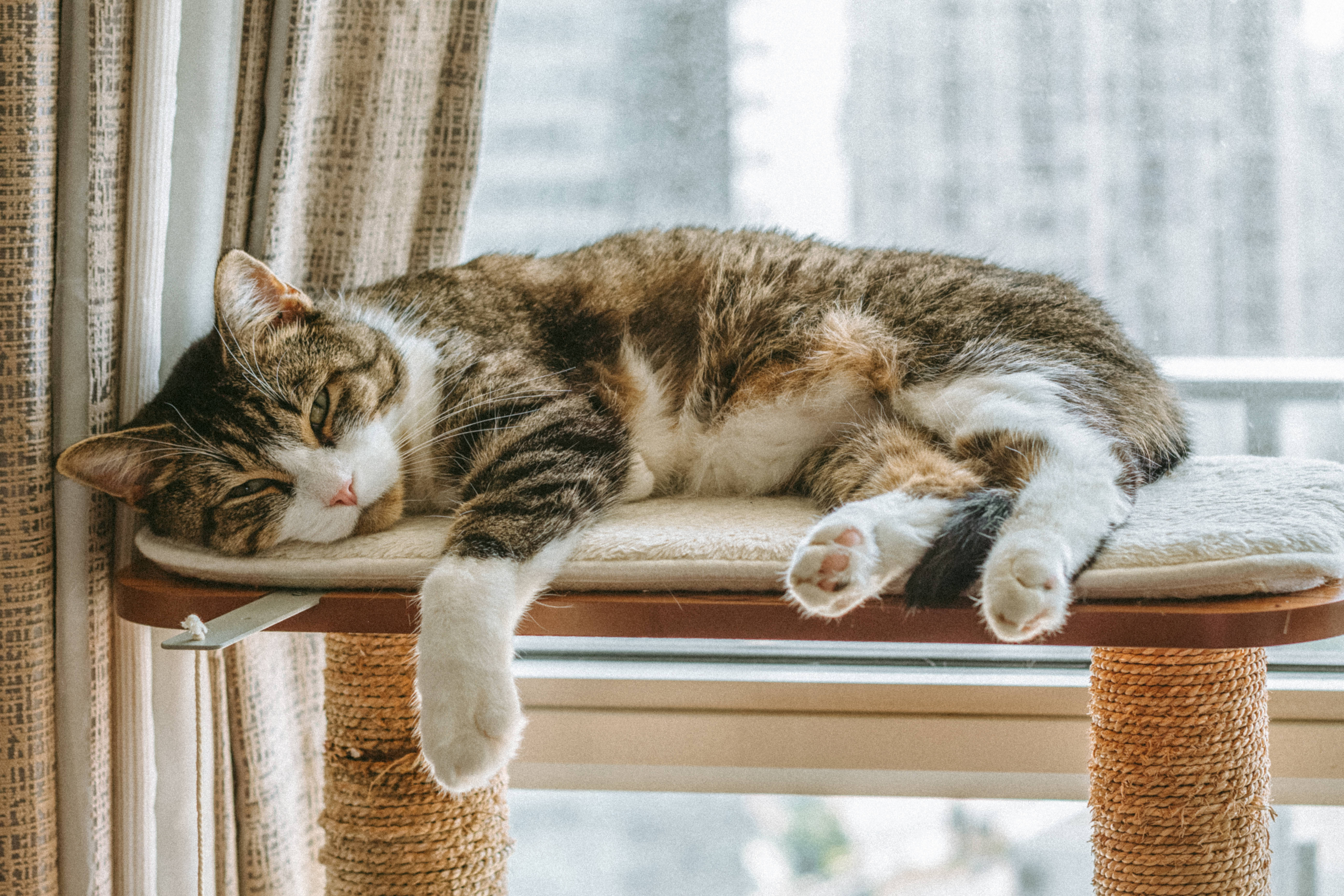 Natutulog na Pusa sa Computer Wallpaper