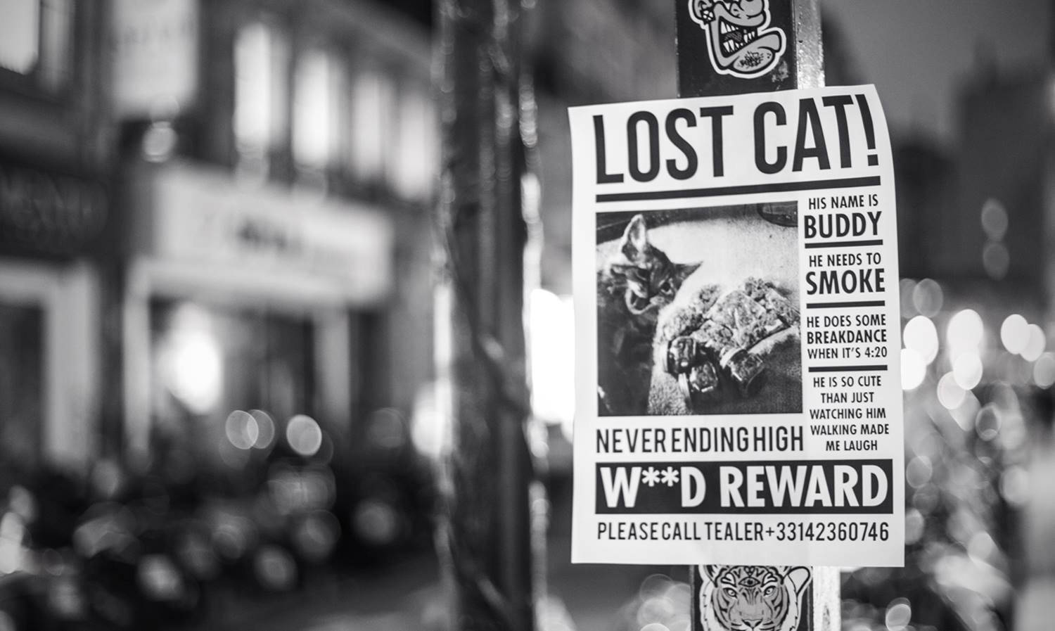 Nawawalang Pusa Flyer 420 Wallpaper