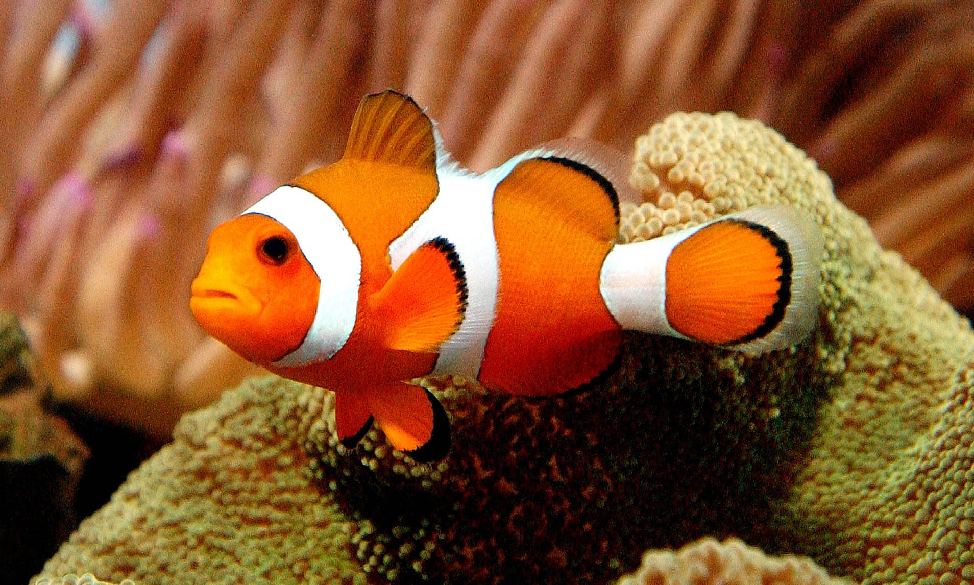 Nemo Cool na Isda sa Coral Reef Wallpaper