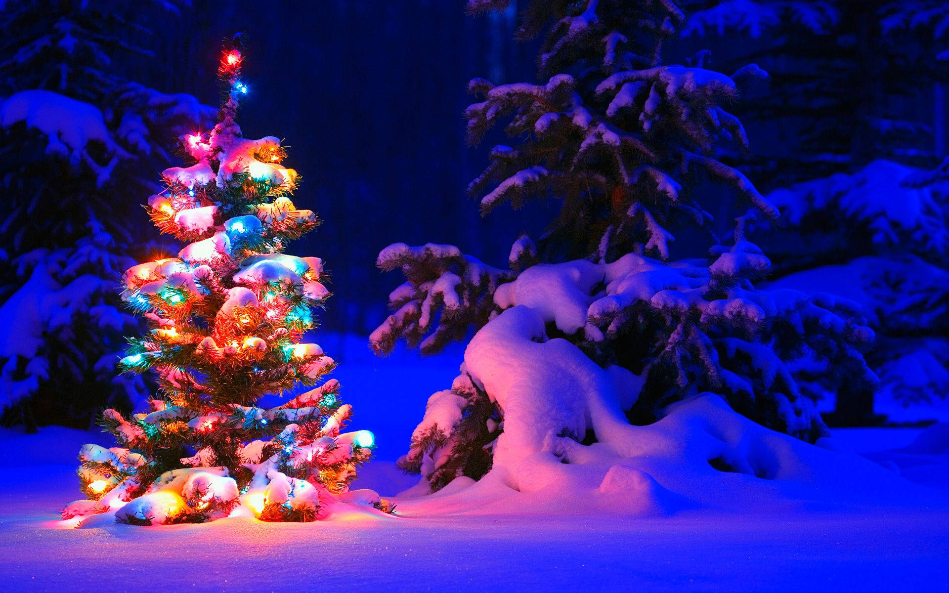 "Ngayong Kapaskuhan, magdiwang kasama ang isang tunay na cute na Christmas tree!" Wallpaper