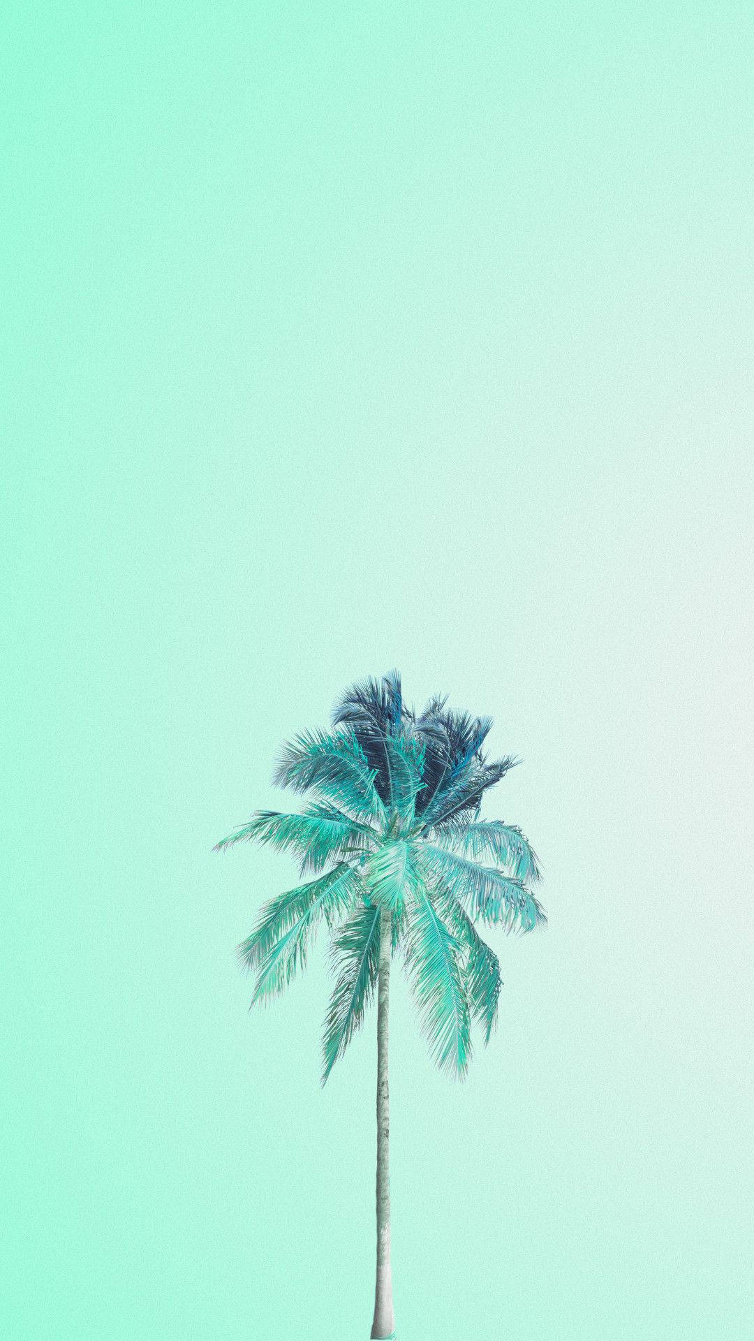 Niyog sa Mapusyaw na Luntiang Background Wallpaper