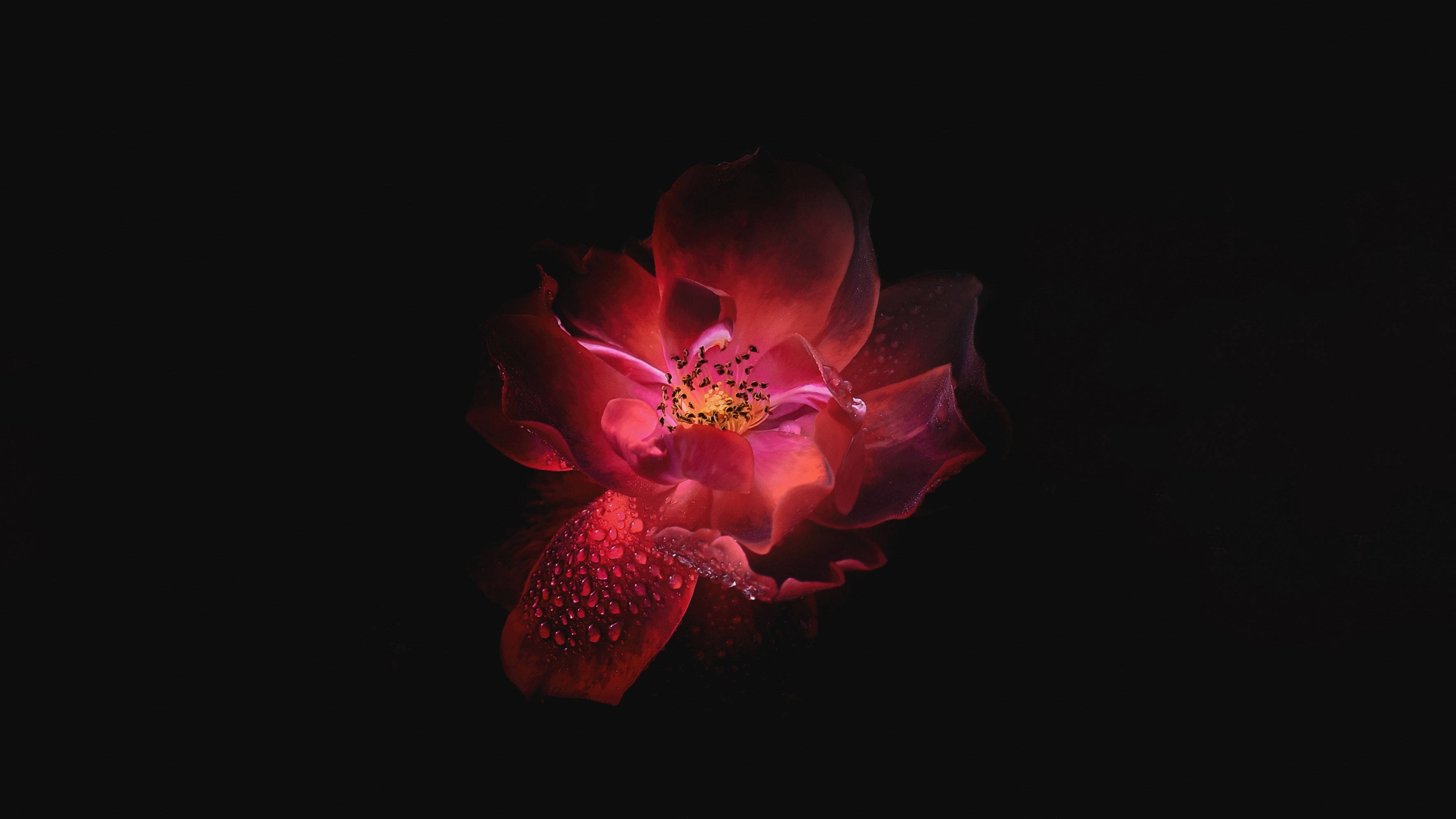 OLED Pink Flower Wallpaper