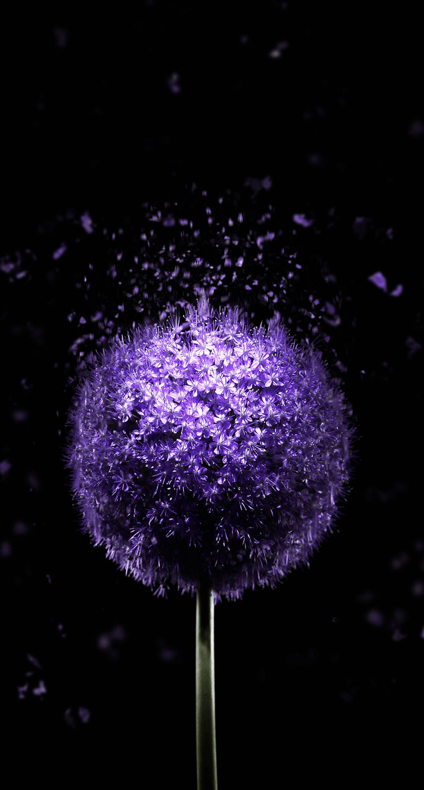 OLED Purple Dandelion Wallpaper