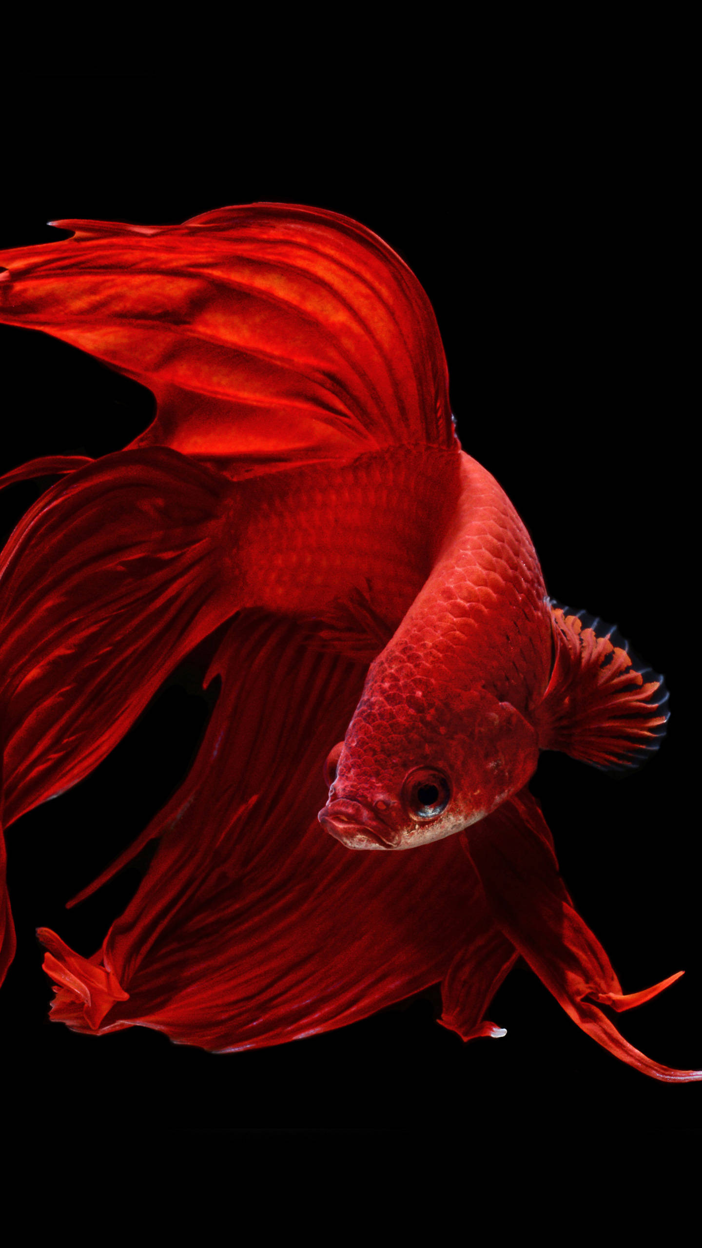 OLED Streamlined Goldfish Wallpaper