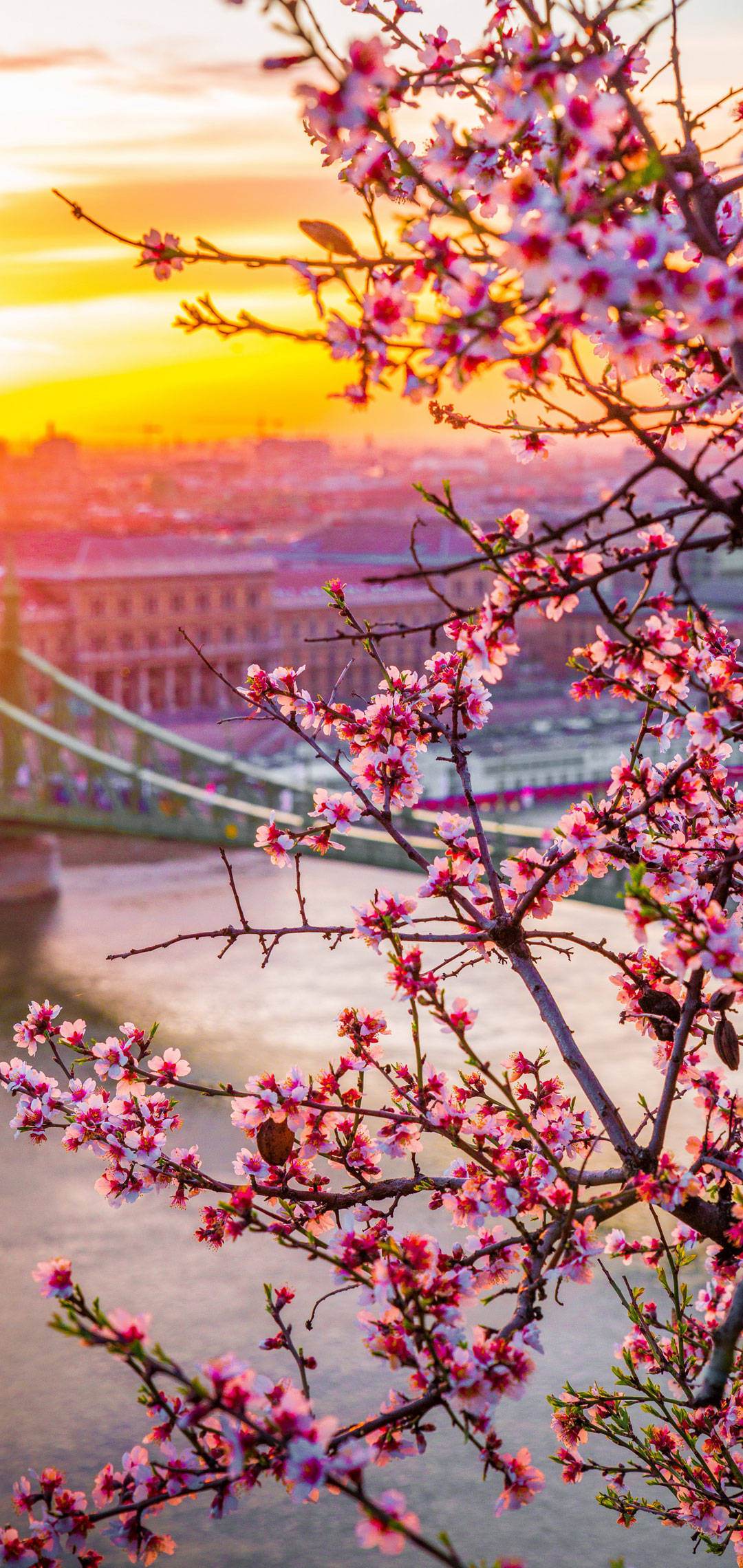 OnePlus Cherry Blossoms Wallpaper