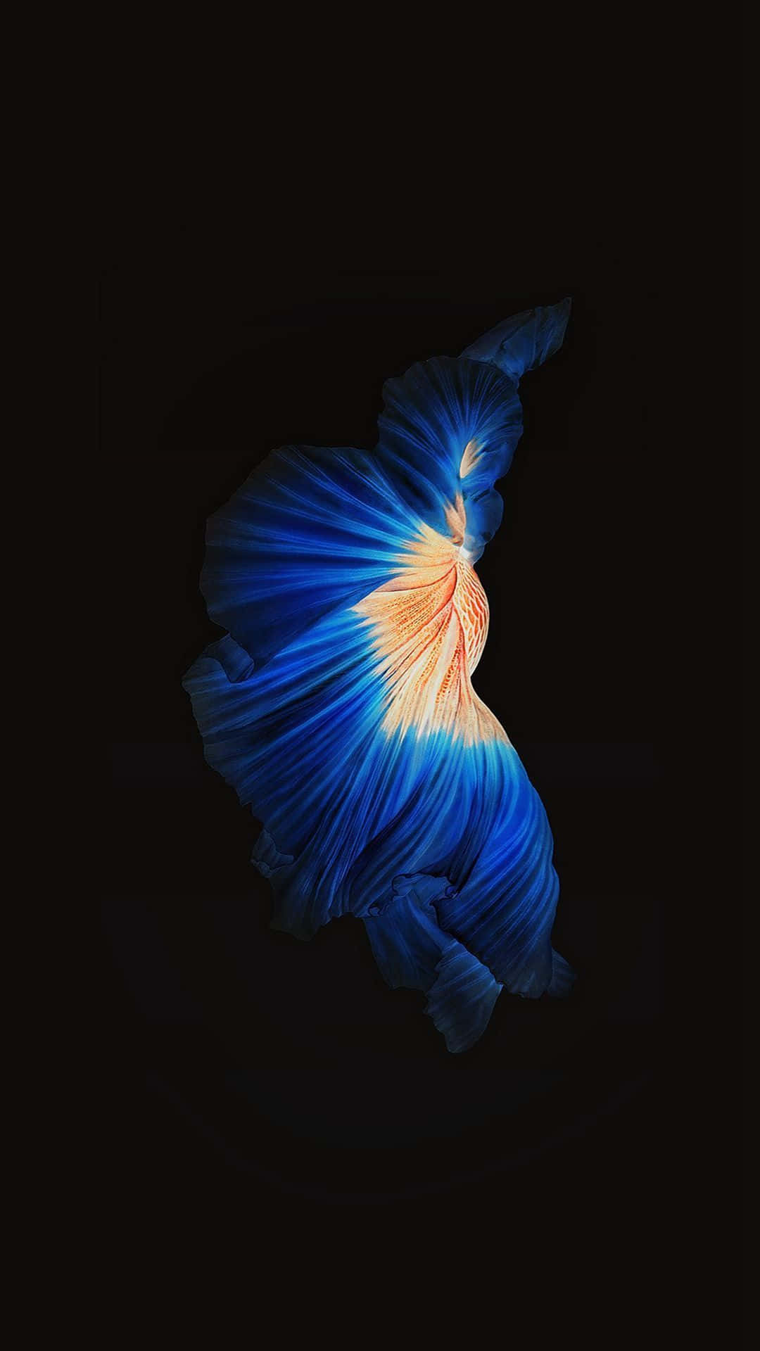 Orange Body Siamese Fighting Fish iPhone 7 Plus Live Wallpaper