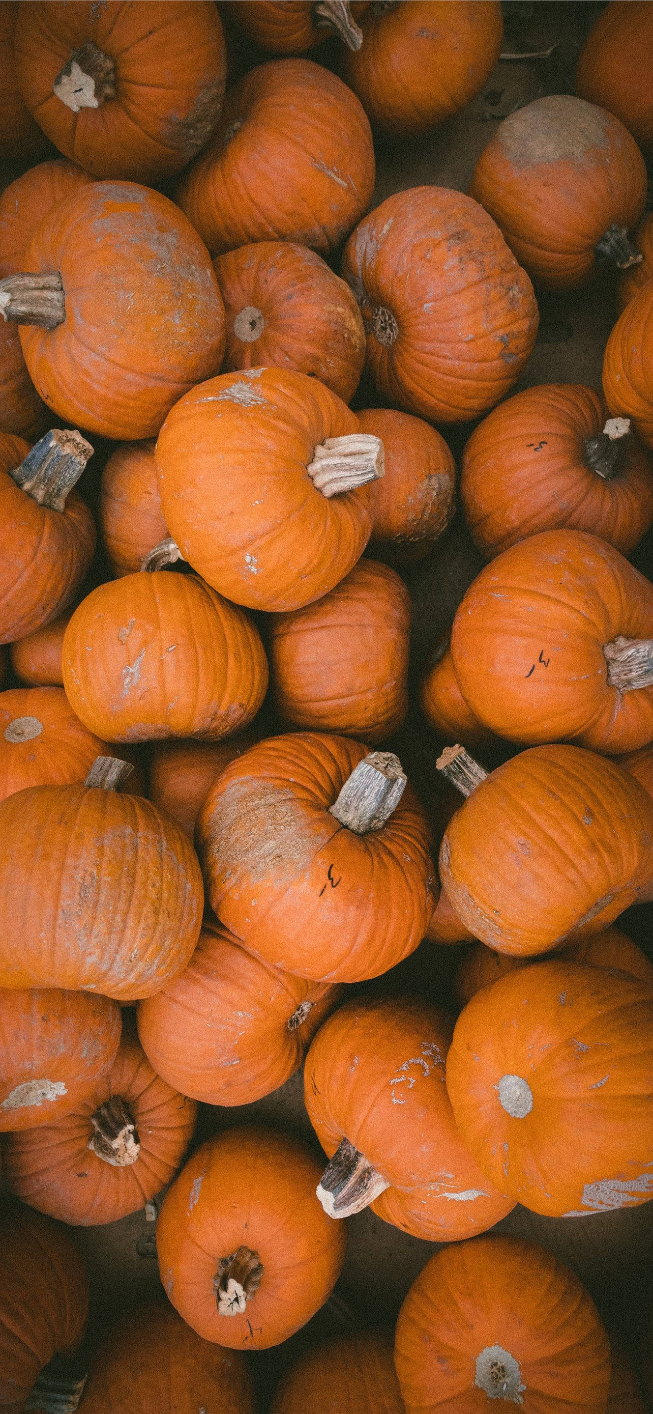 Orange Pumpkins Thanksgiving iPhone Wallpaper