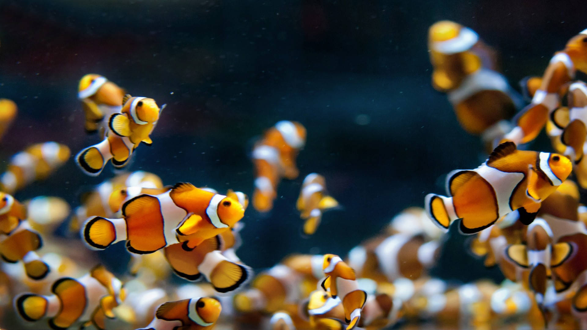 Paaralan ng mga Astig na Isda Wallpaper