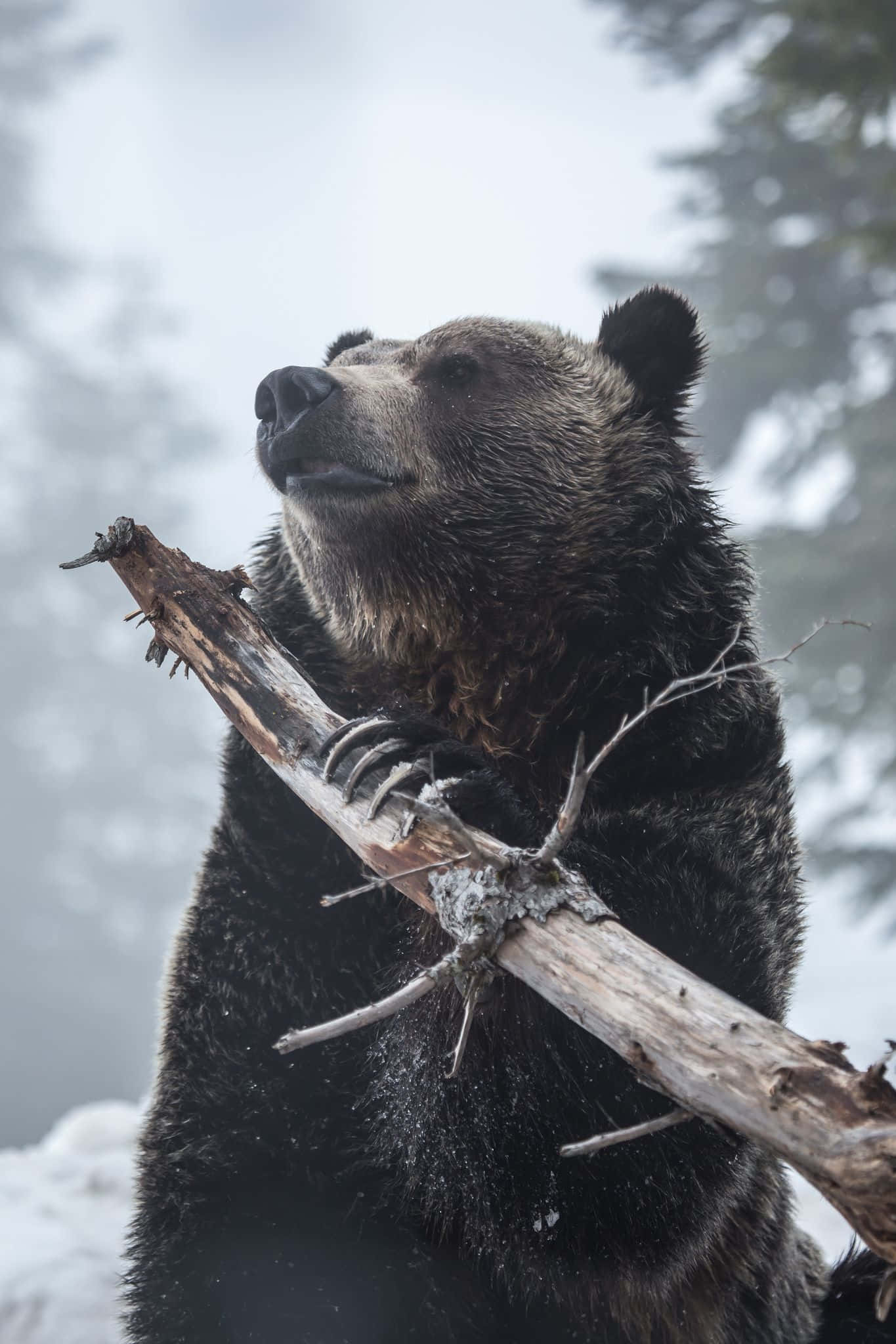 Pag-atake ng Grizzly Bear Wallpaper