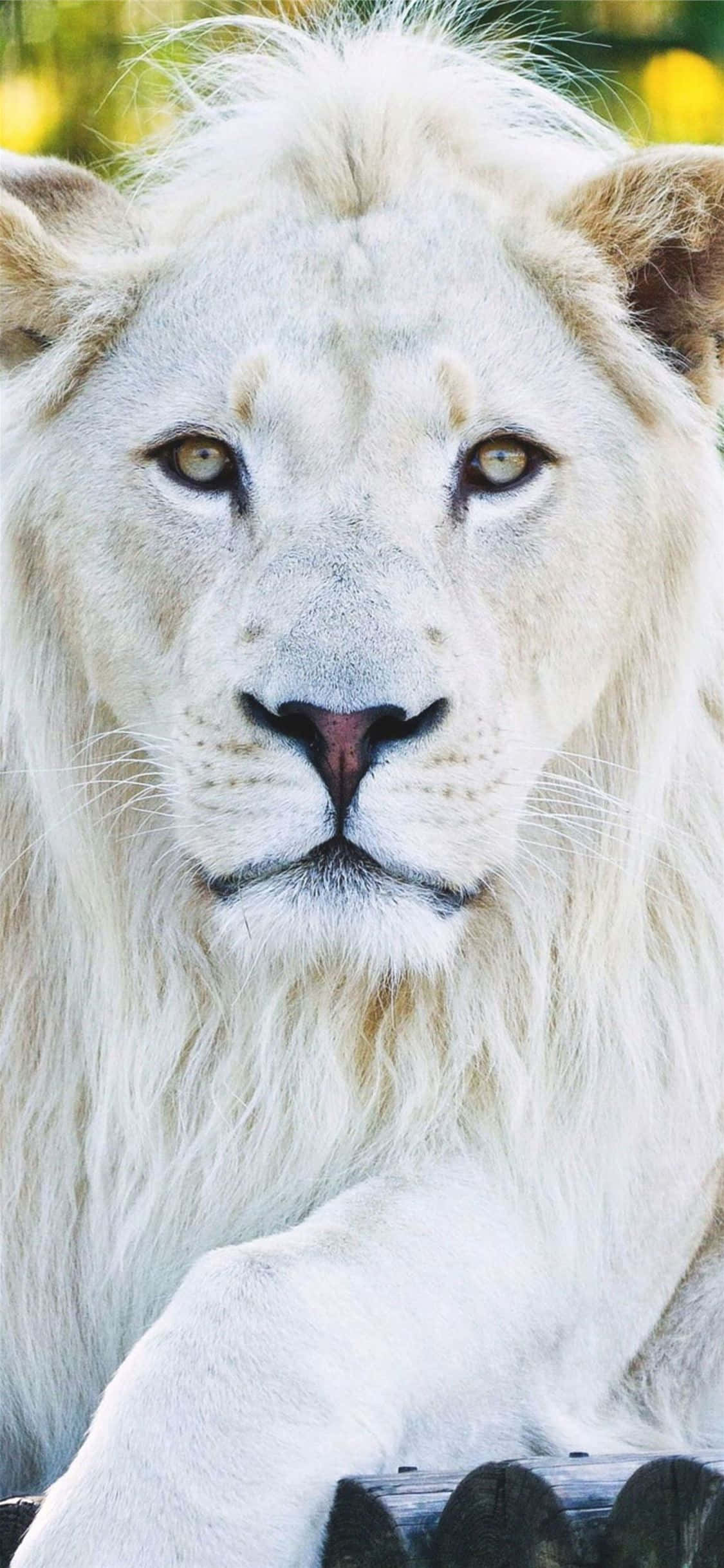 "Pagandahan ang iyong phone experience sa mga animals iPhone wallpapers" Wallpaper