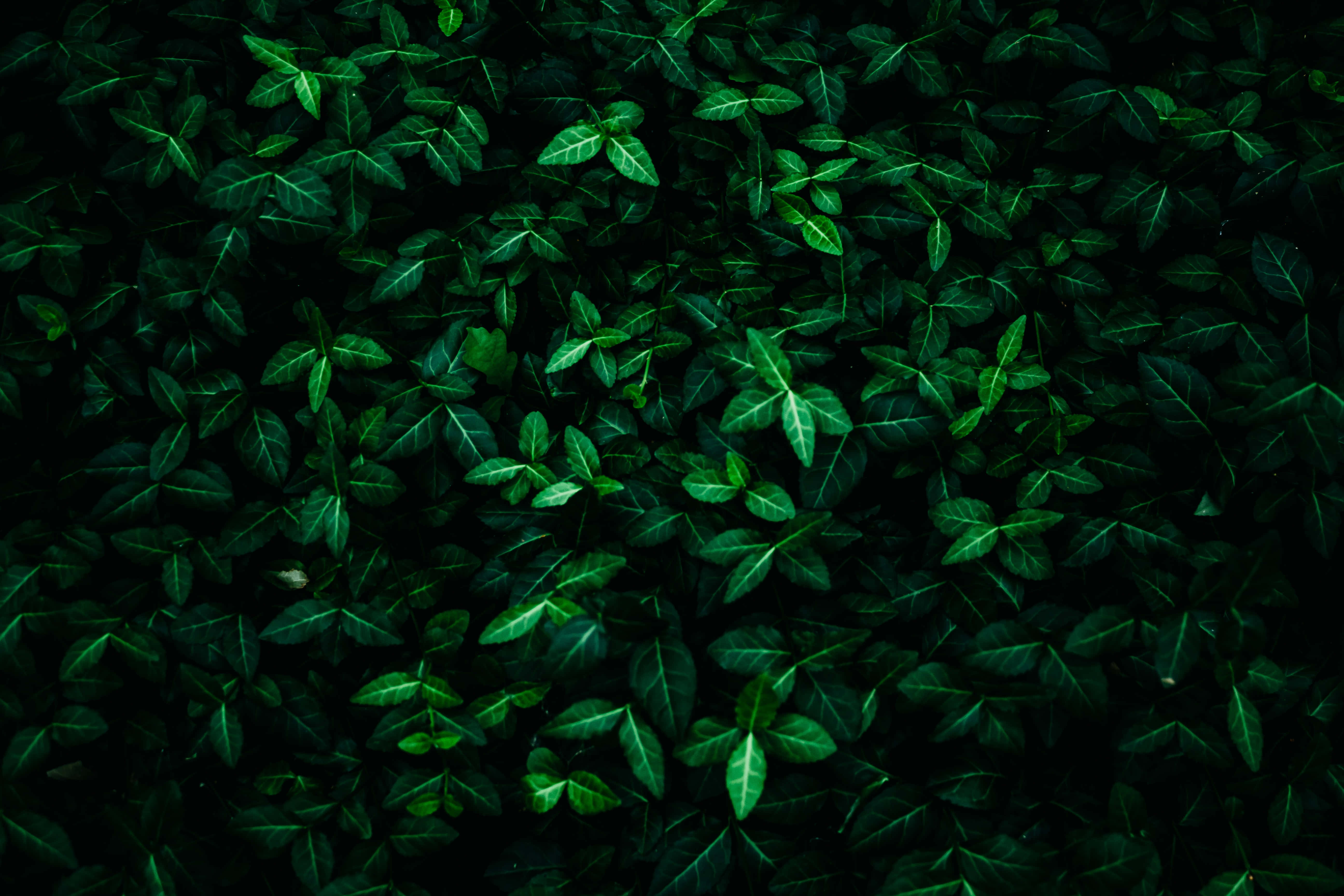 Pagdraw ng kontemporaryong sopistikasyon para sa sopistikadong tahan ngayon Wallpaper