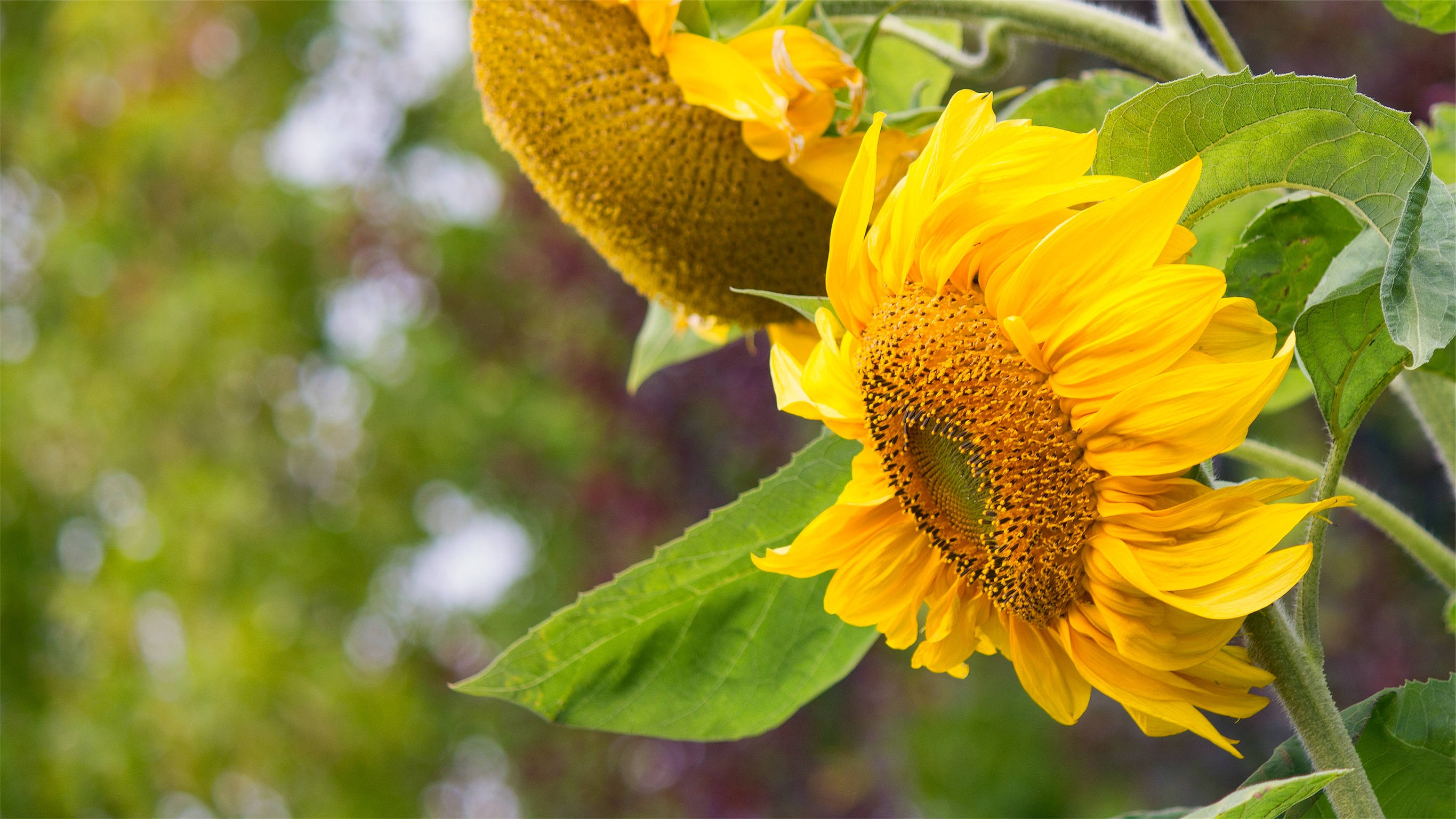 Paghanga sa ganda ng mga Sunflower. Wallpaper