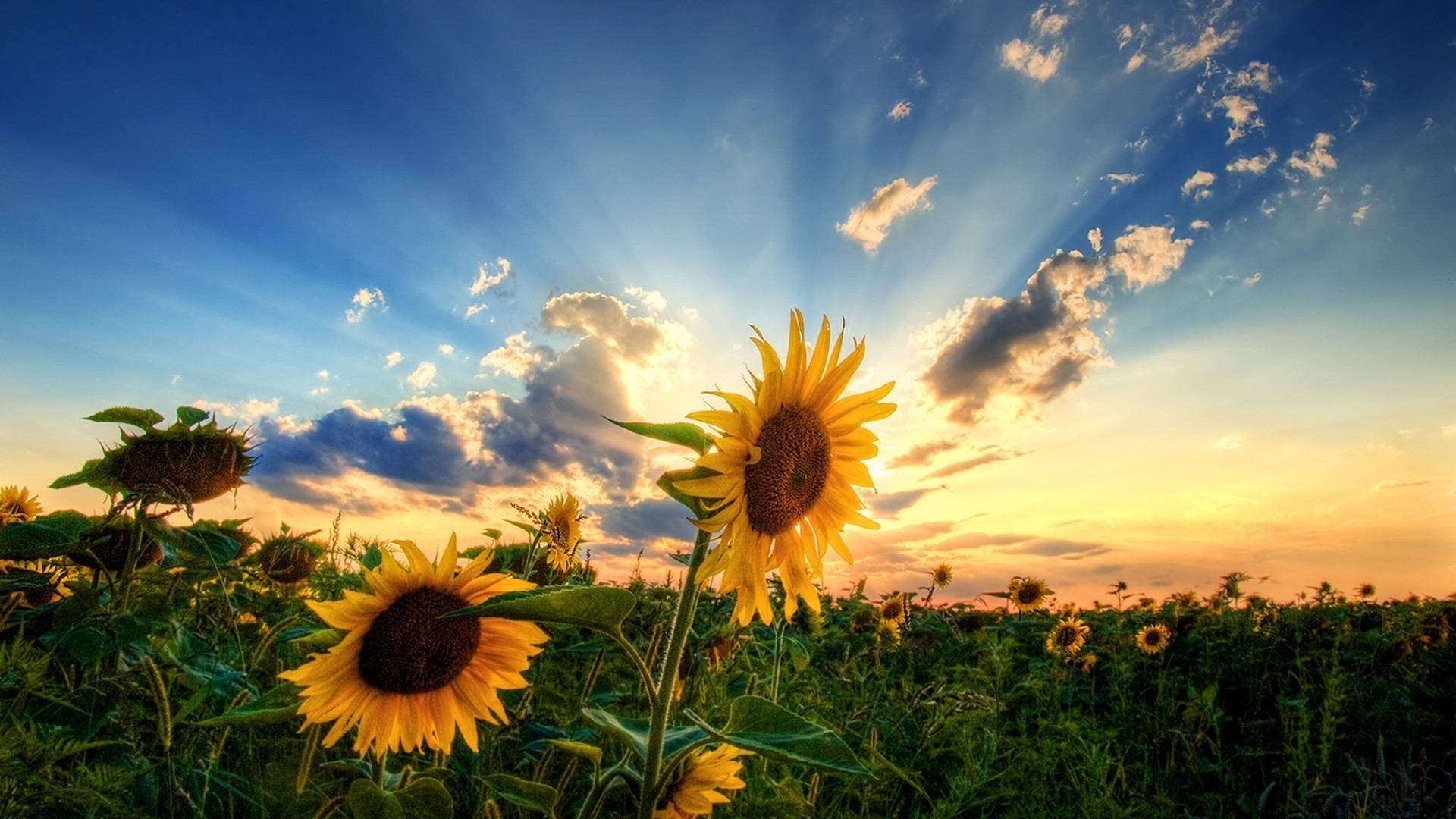 Paglubog ng Araw para sa Blumen Display Wallpaper