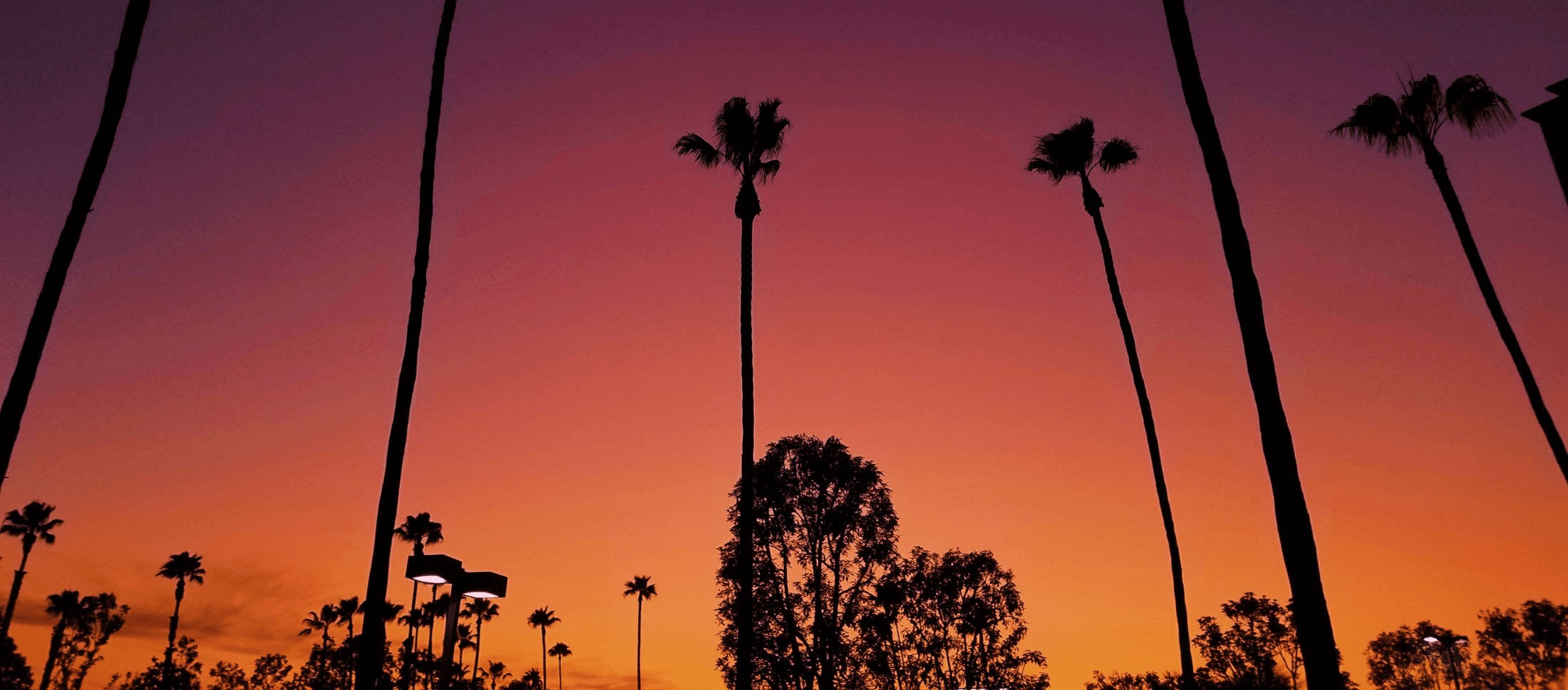 Paglubog ng Araw sa Los Angeles sa Itaas ng mga Puno Wallpaper