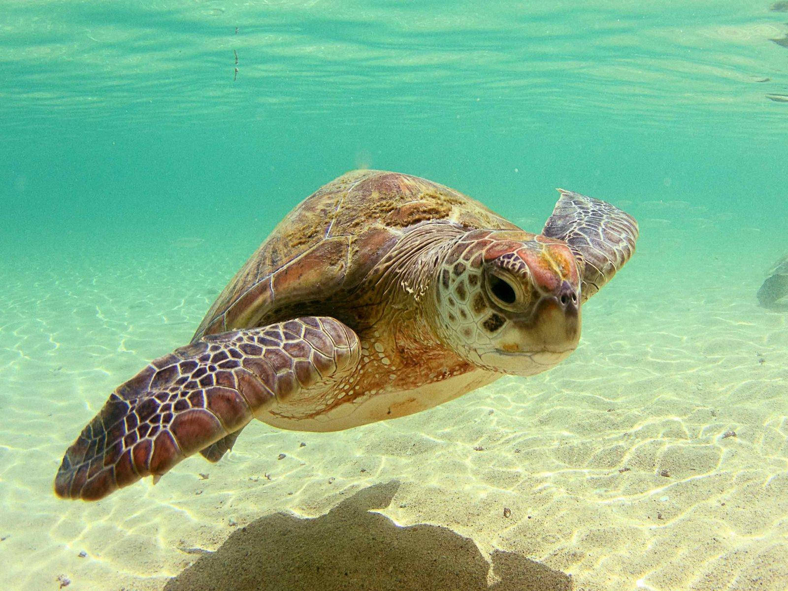 Pagong-dagat na May Anino sa Ilalim ng Tubig Wallpaper
