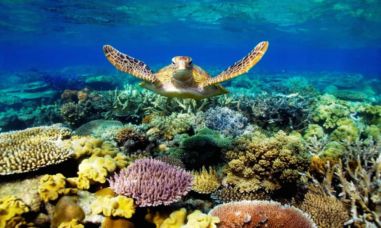 Pagong Lumalangoy sa Ilalim ng Dagat na Aesthetic na Larawan Wallpaper