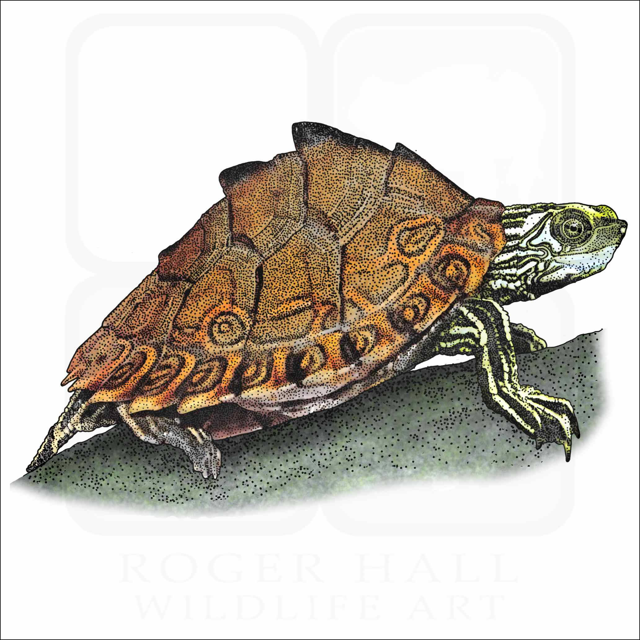 Pagong Map Turtle na Nagbibilad sa Araw Wallpaper