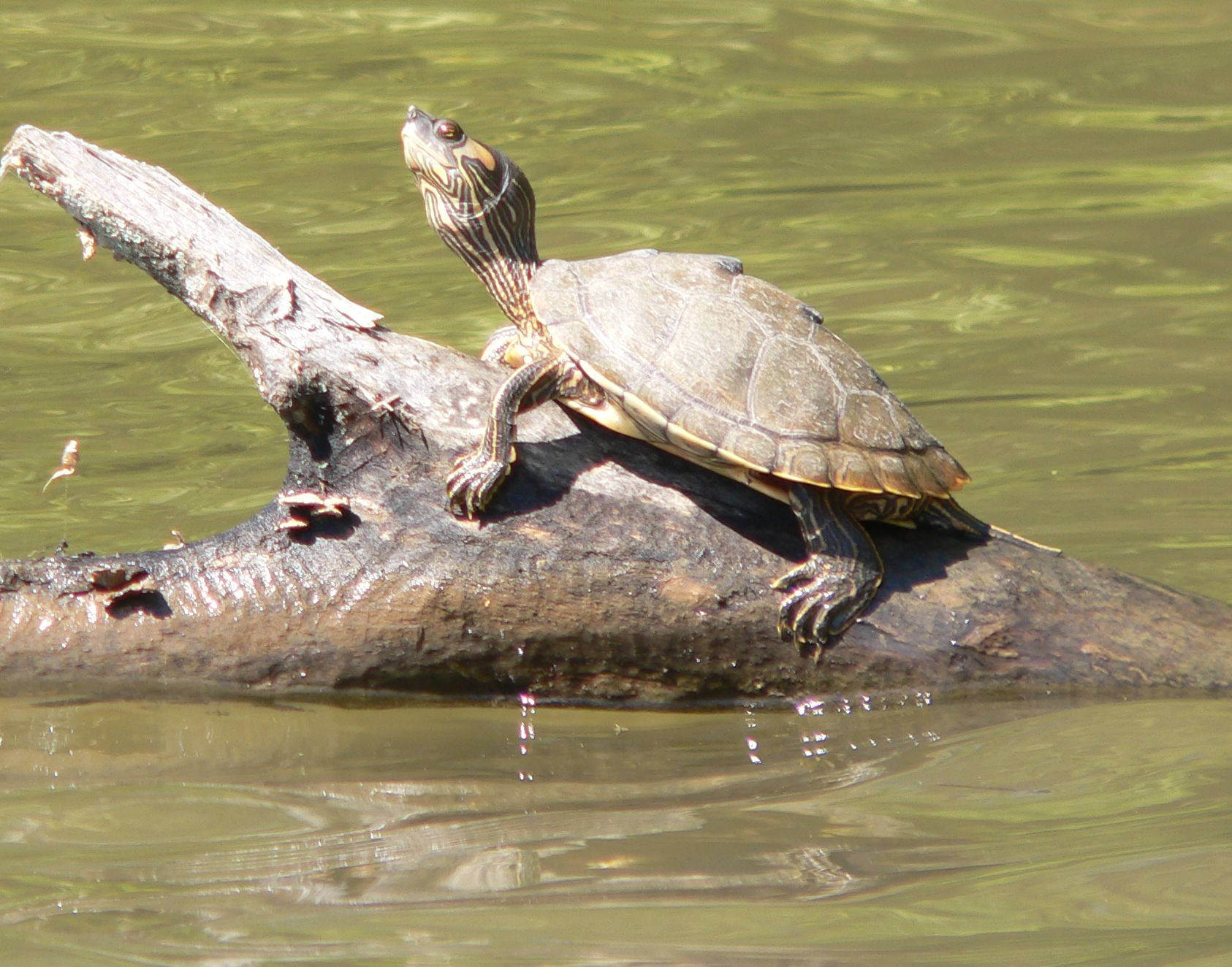 Pagong na Alabama Map Turtle na Nakasakay sa Isang Kahoy Wallpaper