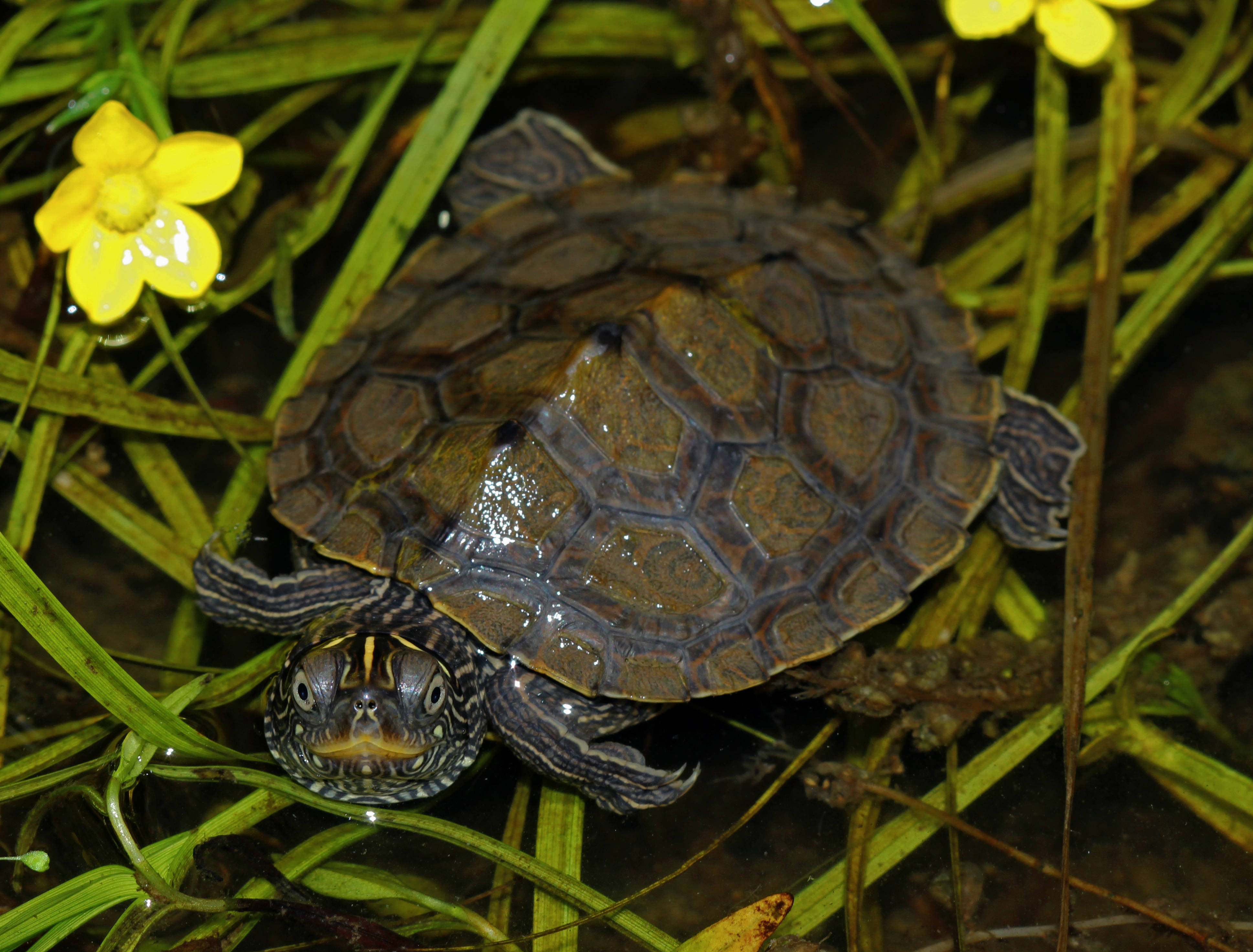 Pagong na False Map Turtle sa Higaan ng Damo Wallpaper