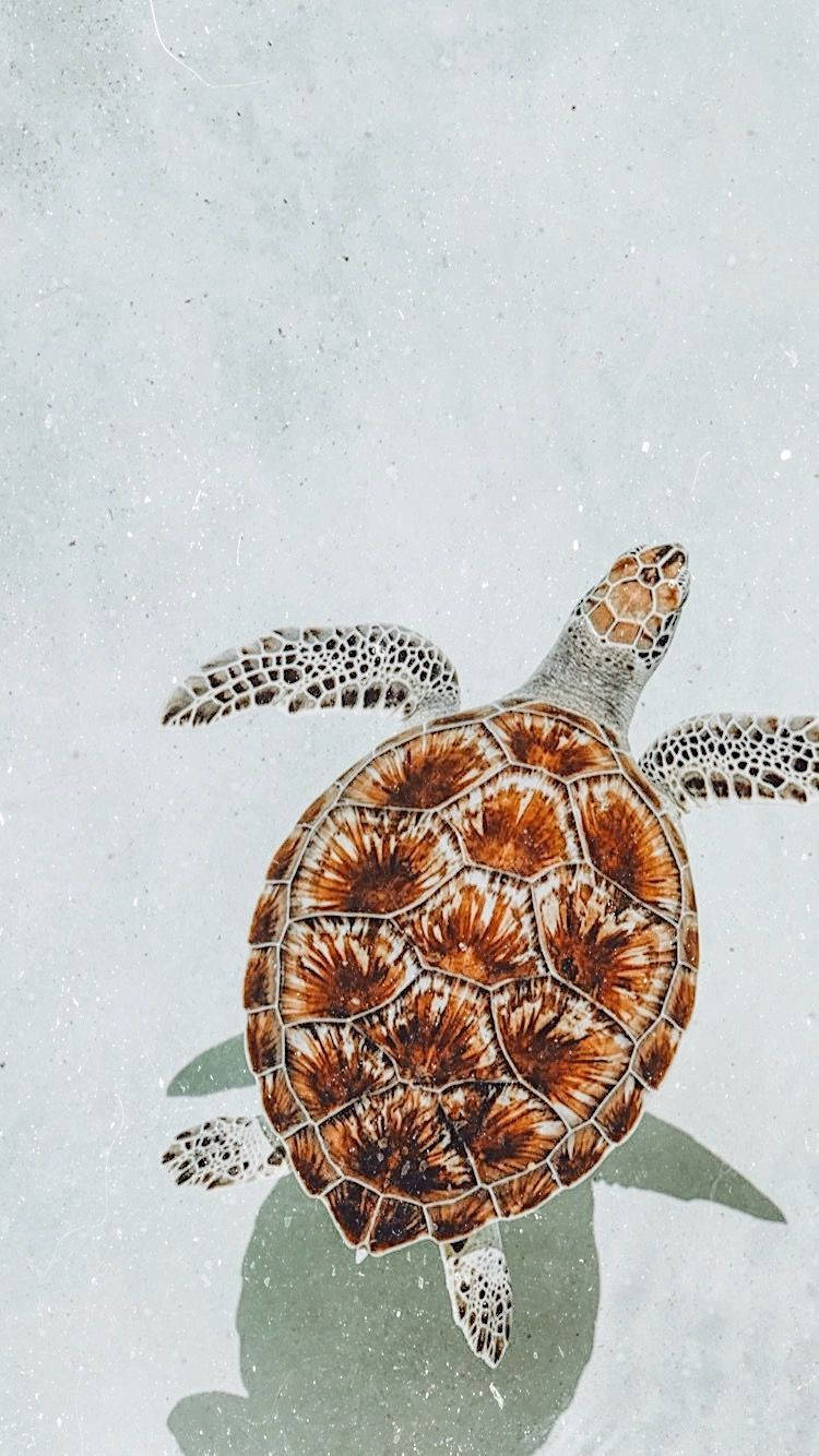 Pagong na Kulay Kalawang na Kayumanggi at Cute Wallpaper