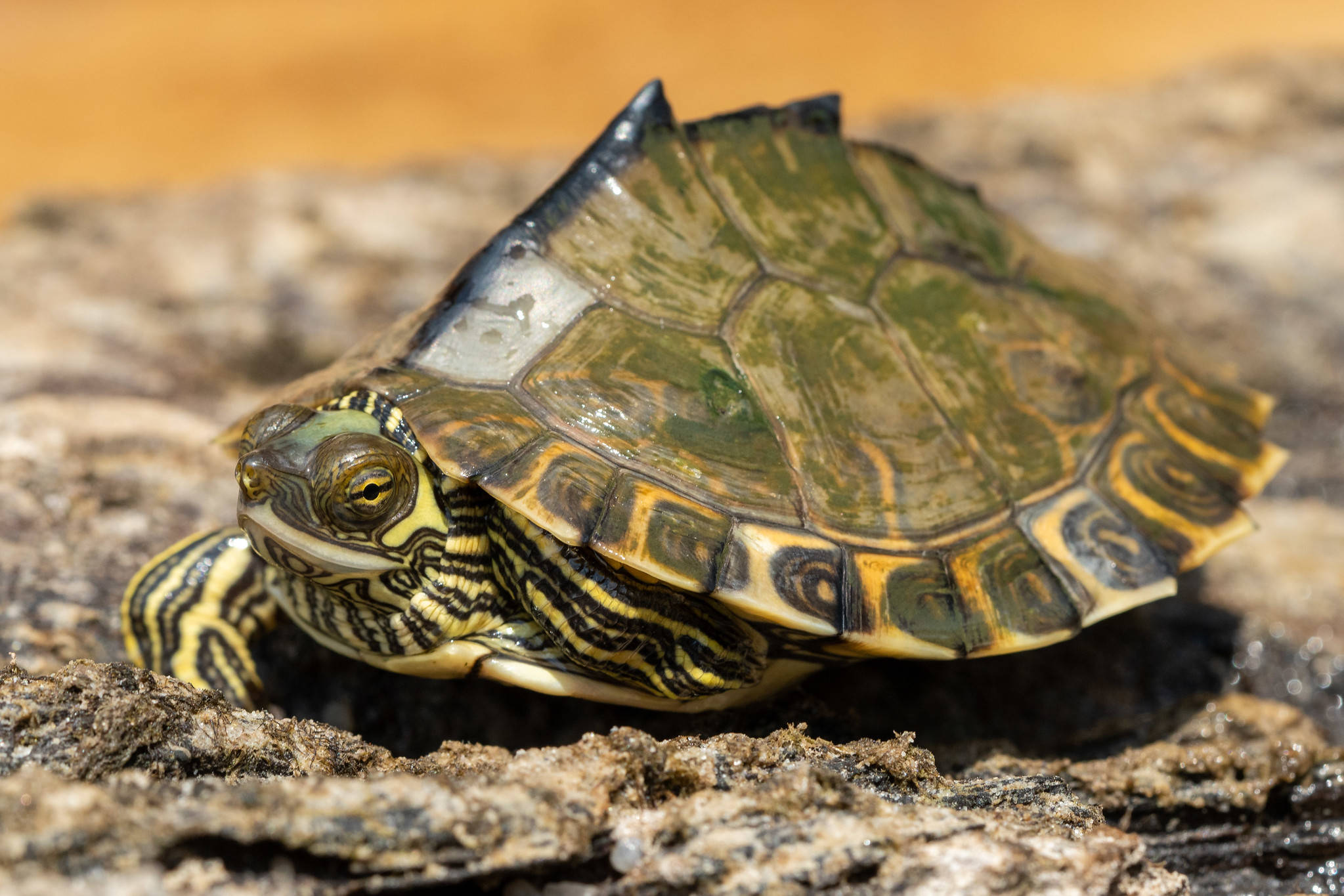 Pagong na May Matulis na Map Turtle na Pascagoula na May Tulis na Shell Wallpaper