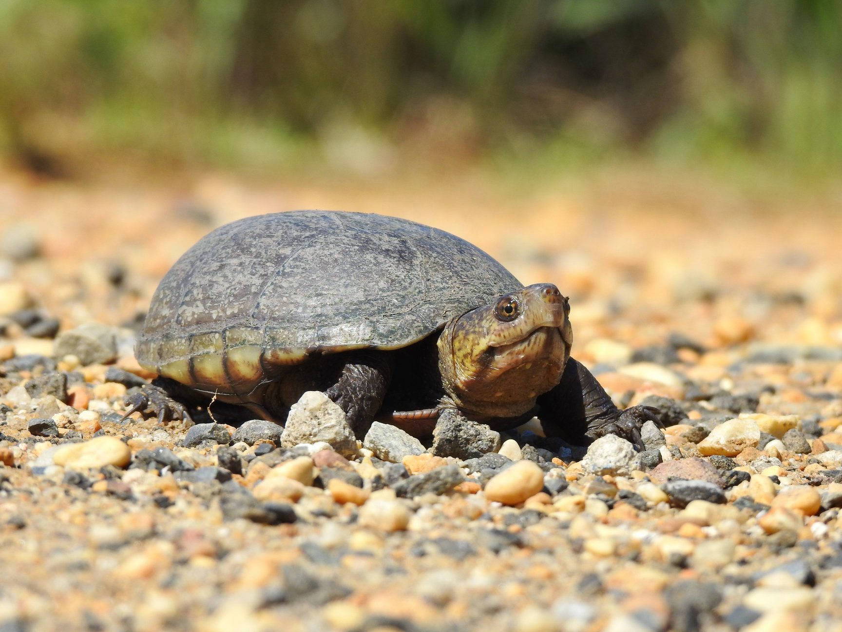 Pagong na Mud Turtle Cold-blooded na Hayop Wallpaper