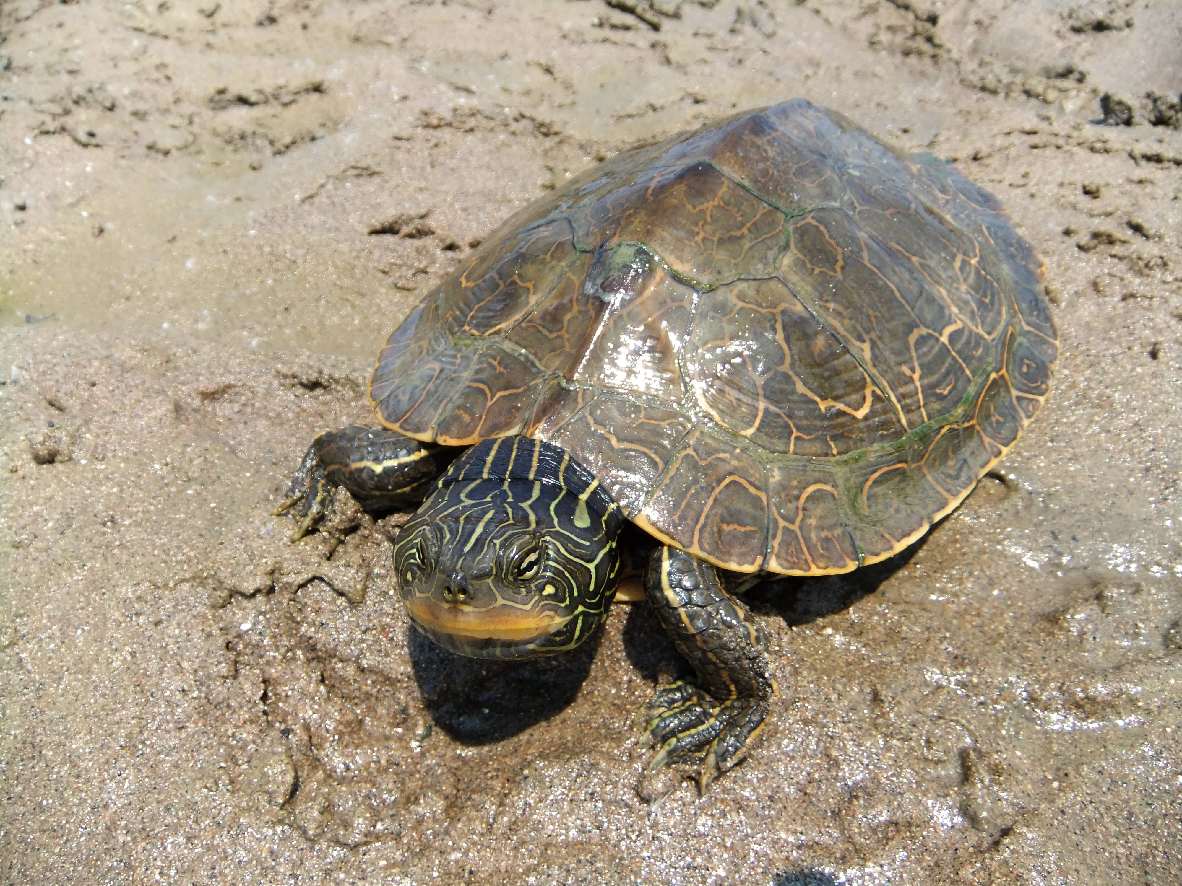 Pagong na Northern Map Turtle sa Maputik na Pampang Wallpaper