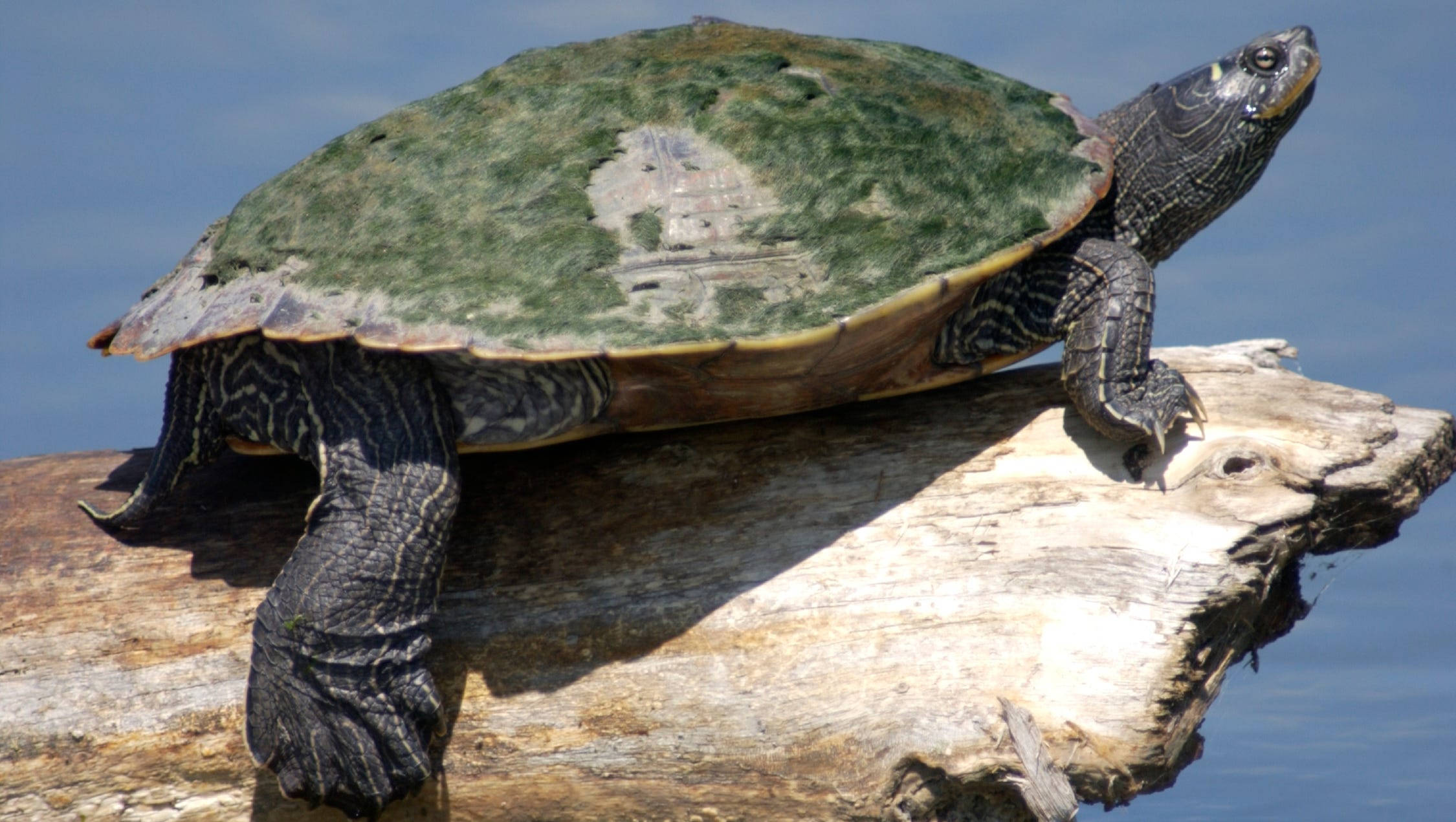 Pagong na Northern Map Turtle na Nakabalanse sa Sanga ng Puno Wallpaper