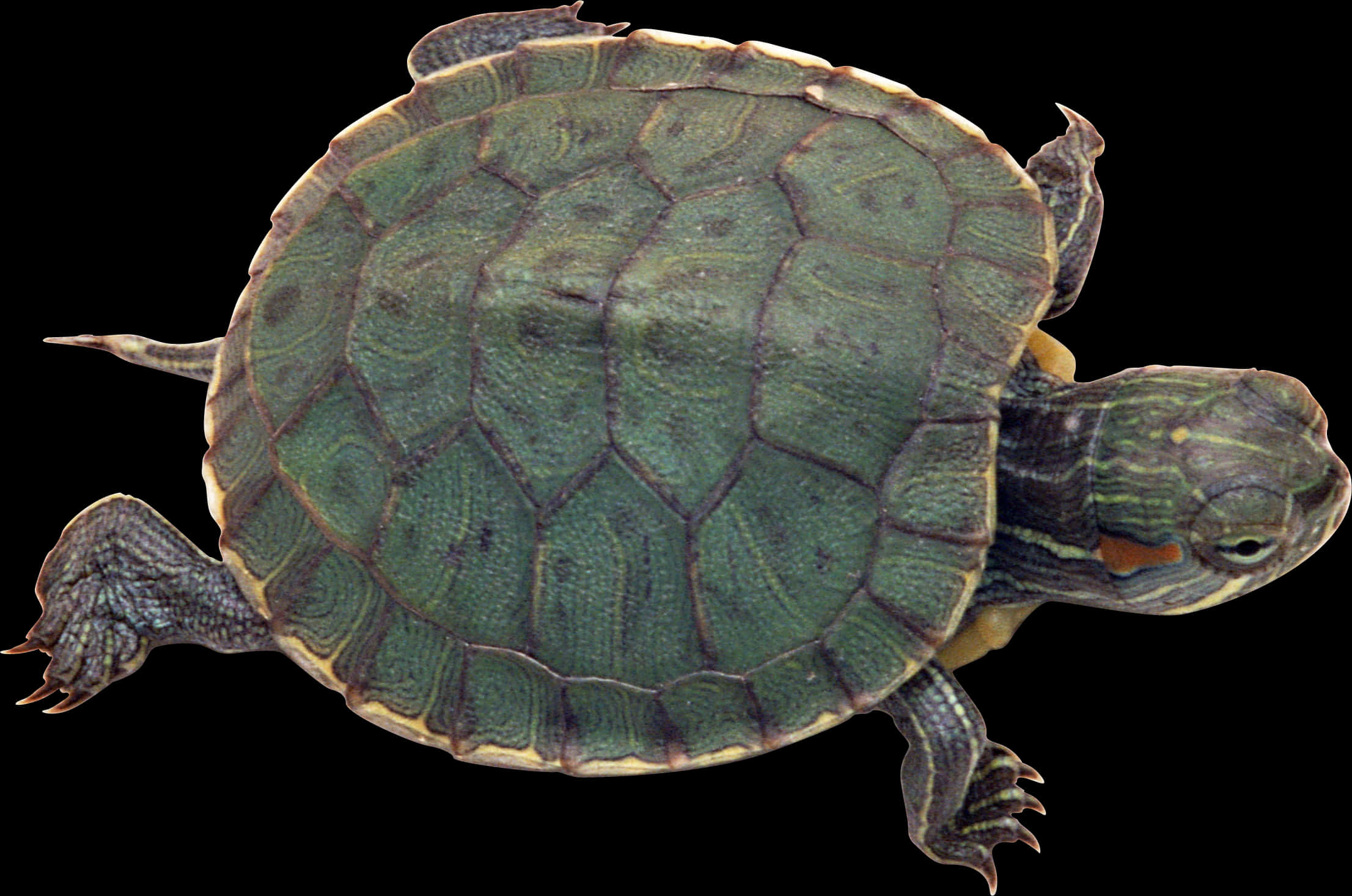 Pagong na Red Eared Slider na Naka-isolate Wallpaper