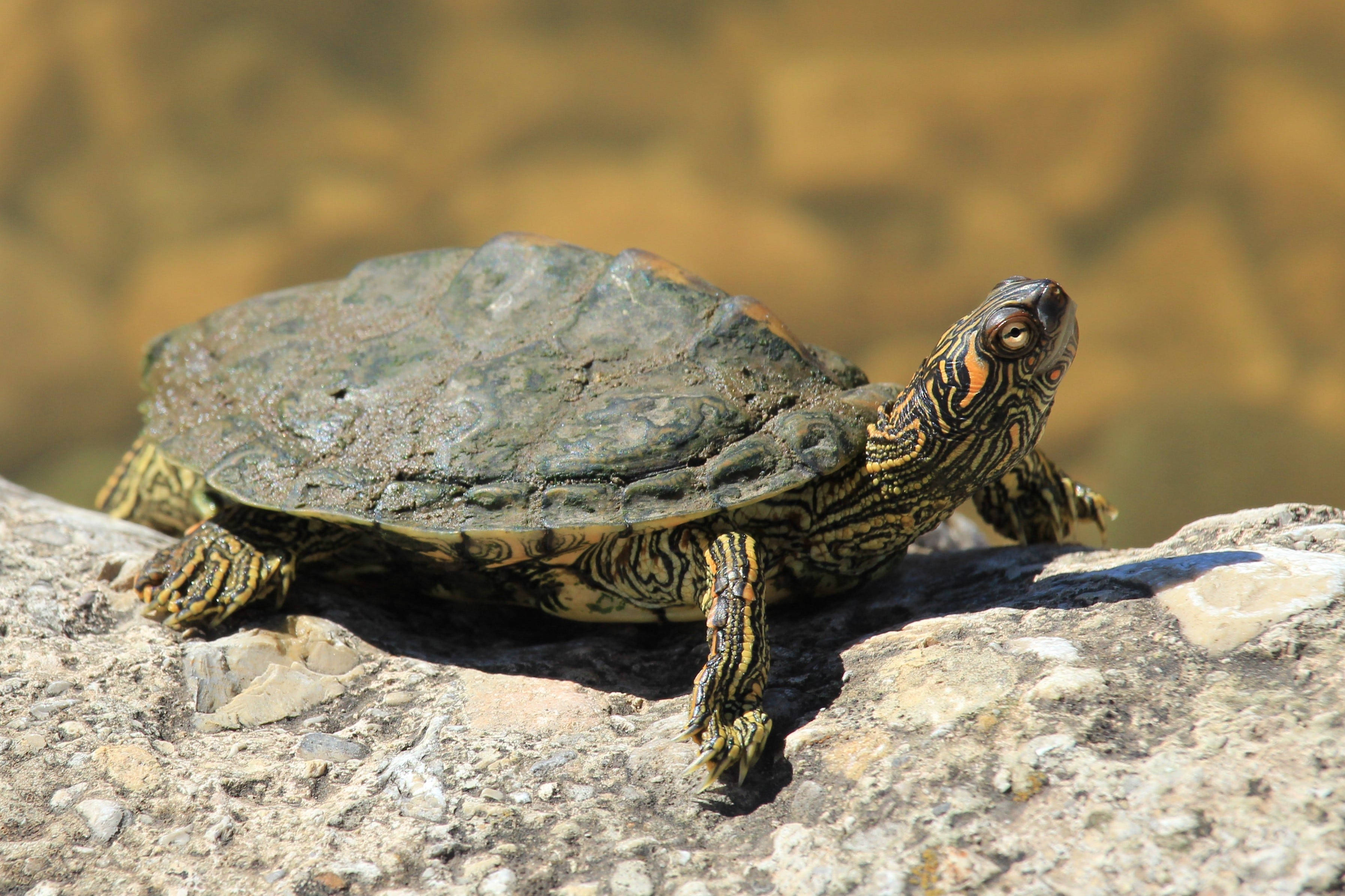 Pagong na Texas Map Turtle Nagpapahinga sa Bato Wallpaper