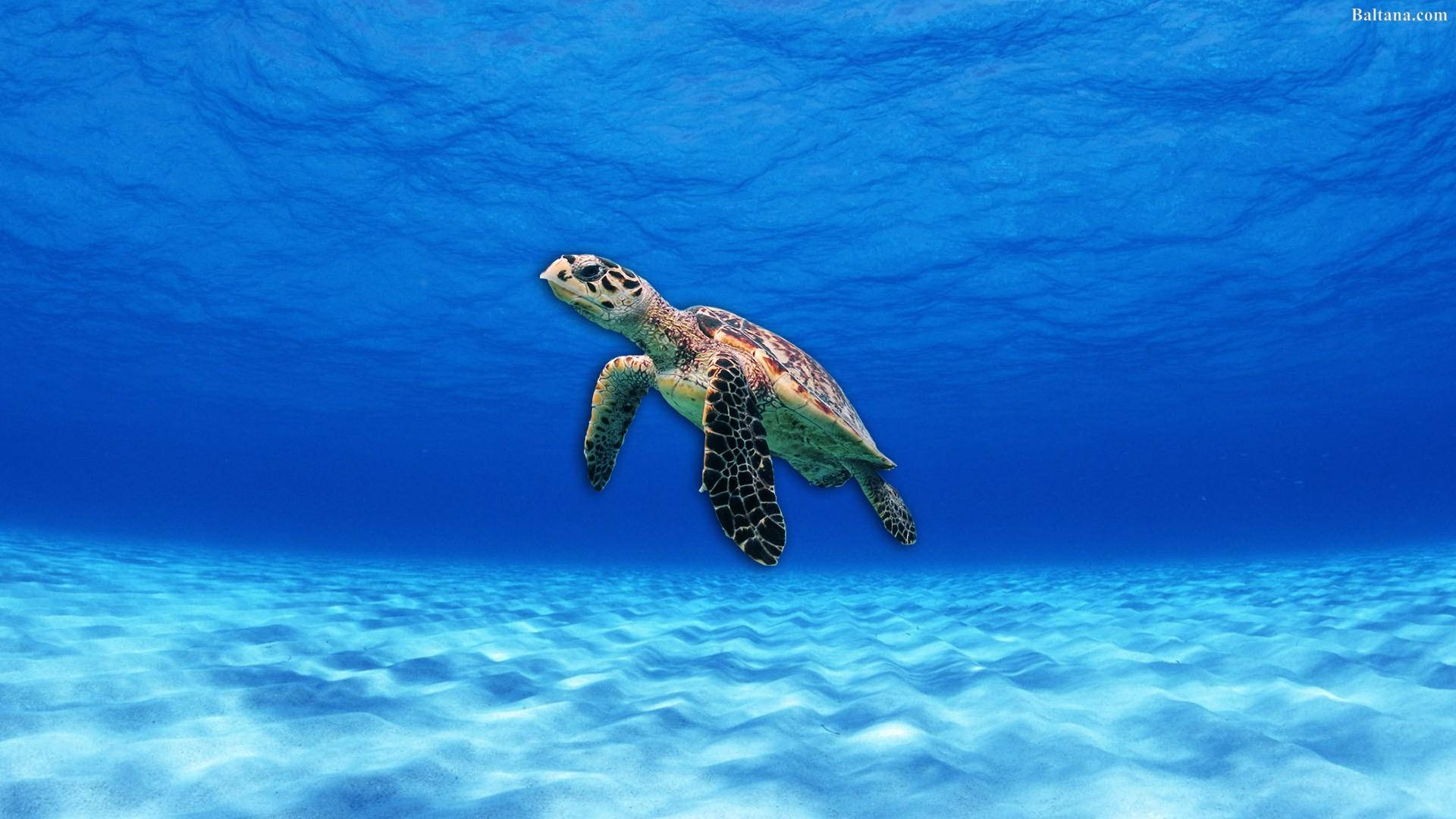Pagong sa Ilalim ng Maaliwalas na Asul na Karagatan Wallpaper