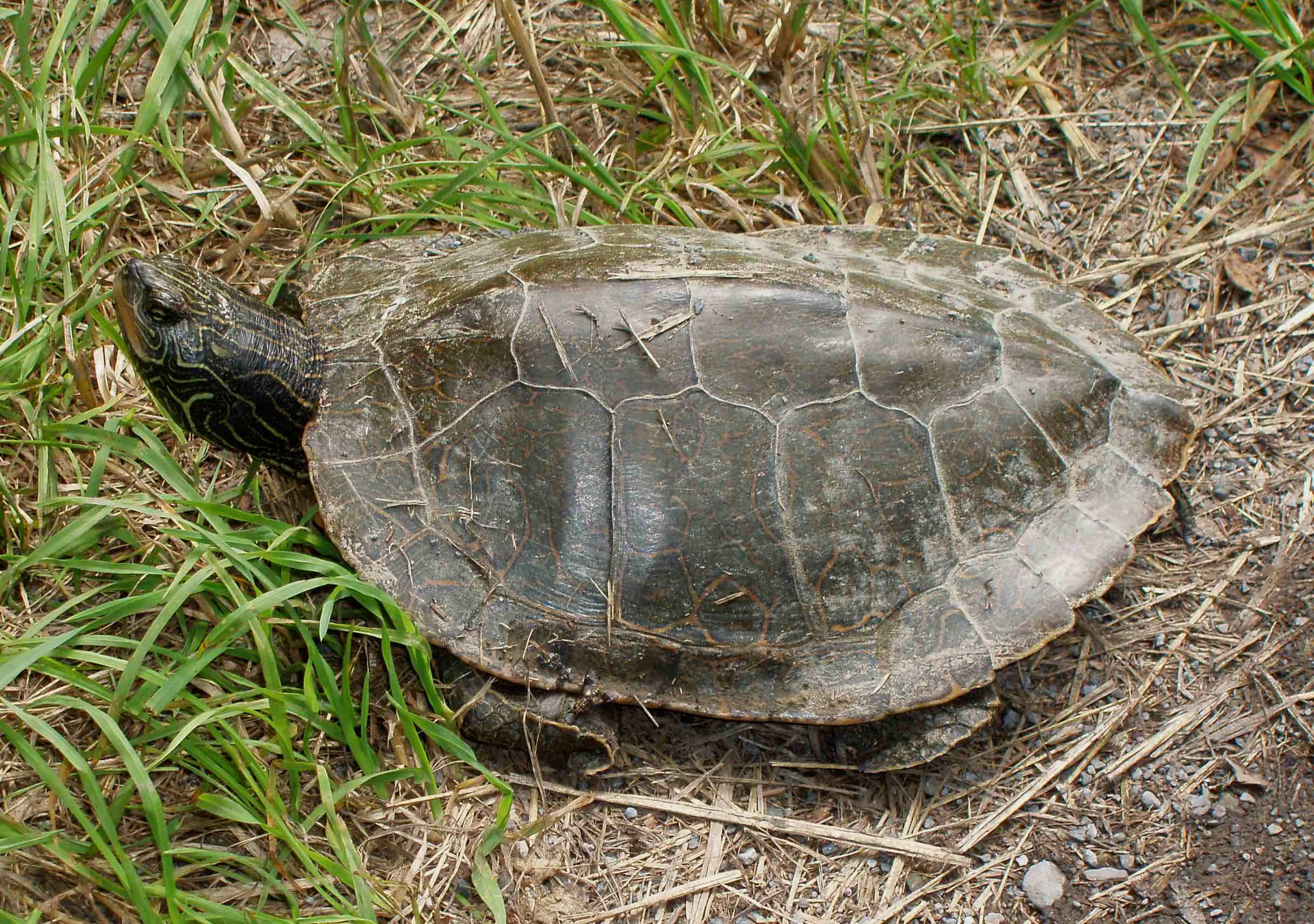 Pagpapahinga ng Northern Map Turtle Wallpaper