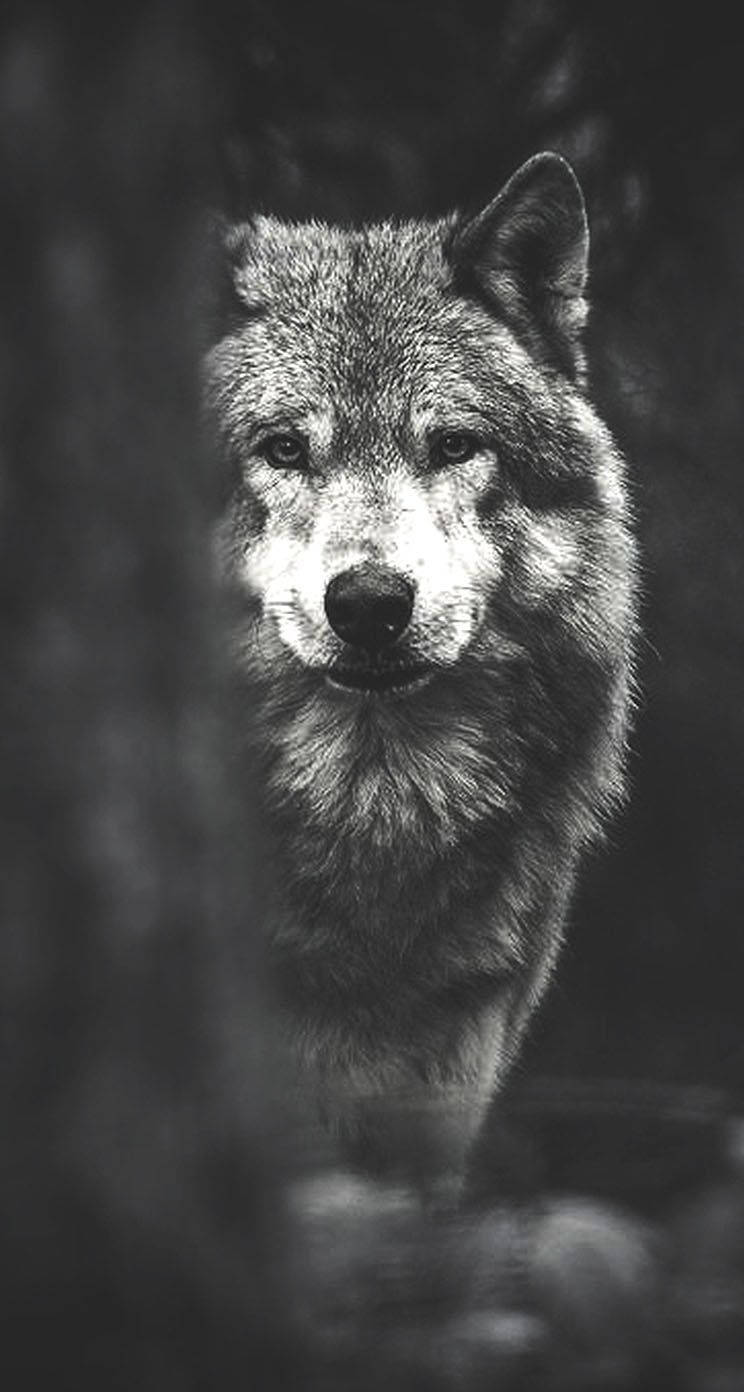 Pagsulyap sa Magagandang Mata ng Isang Lobo Wallpaper