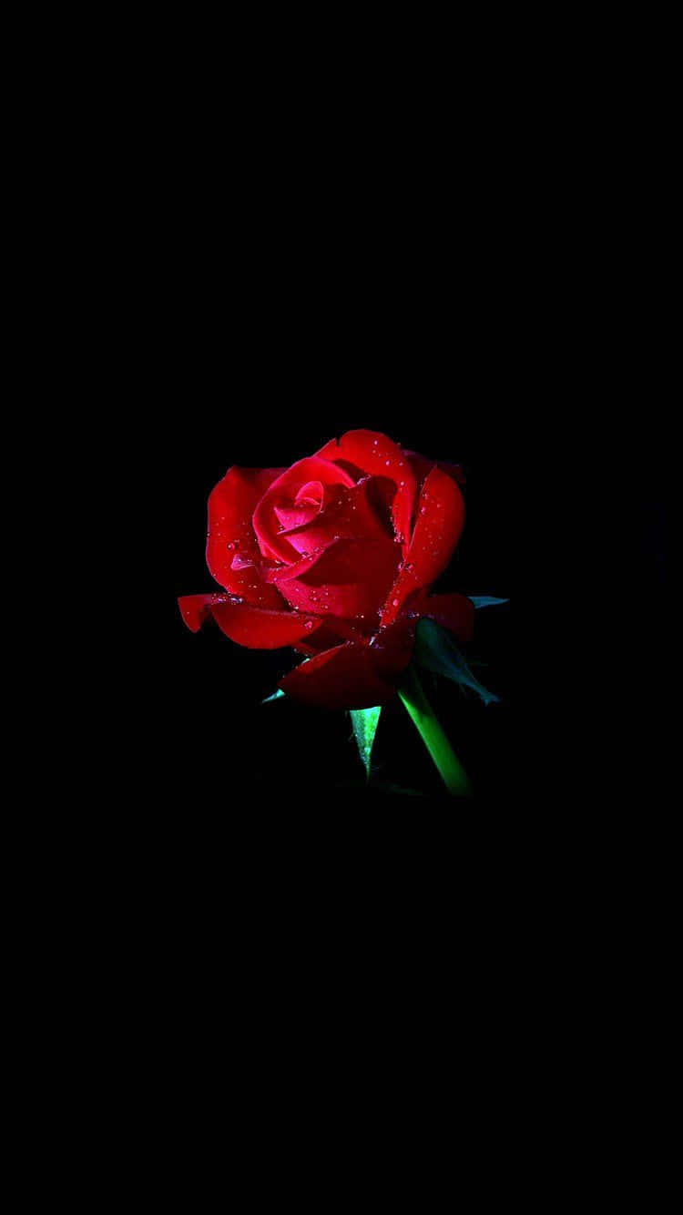Pahalagahan ang Kagandahan ng Kalikasan Gamit ang Magandang Rosas Wallpaper