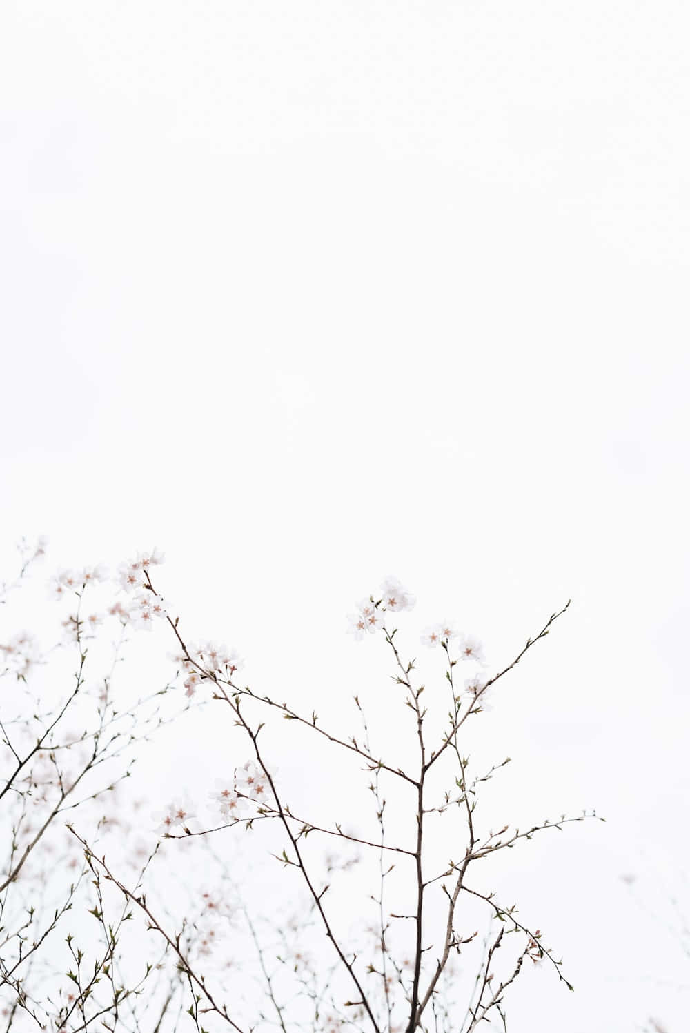 Pakiramdam na Kalmado at Payapa sa Aesthetic White Wallpaper