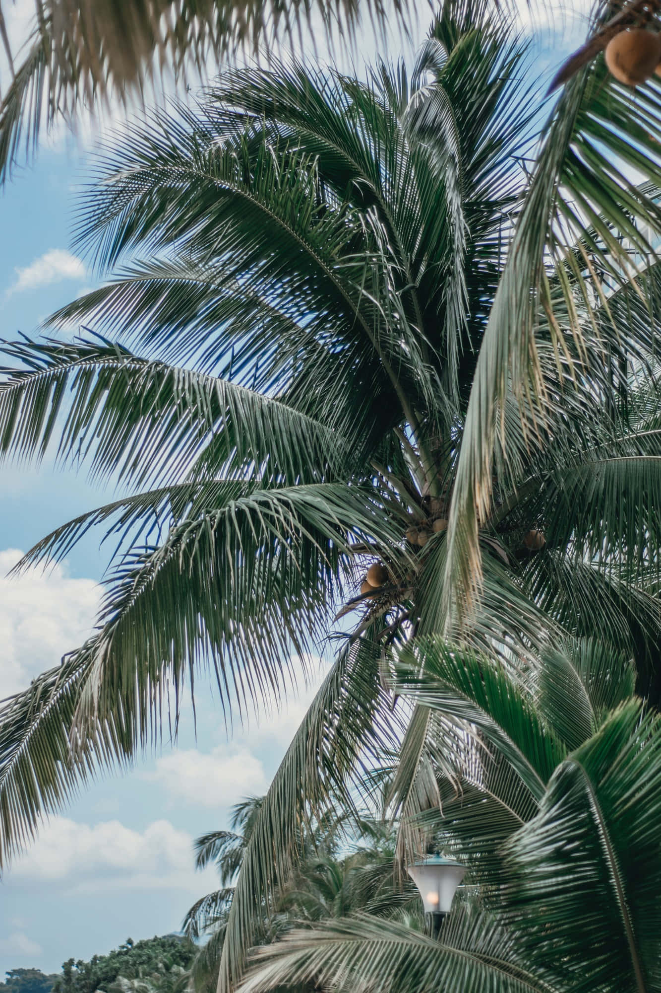 Palm Trees na Umaabot sa Langit Wallpaper