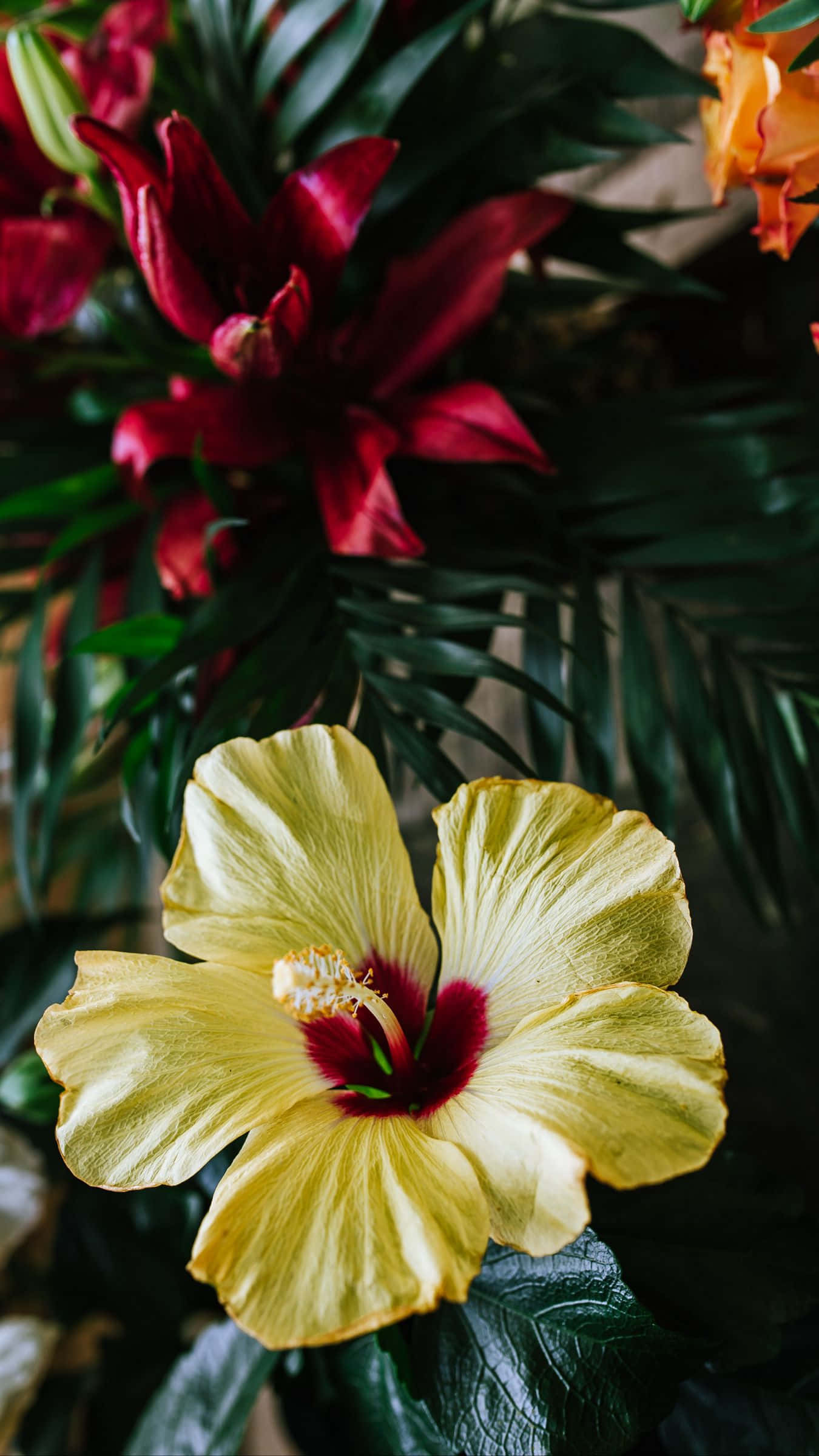 Palumpon ng Dilaw na Hibiscus Wallpaper