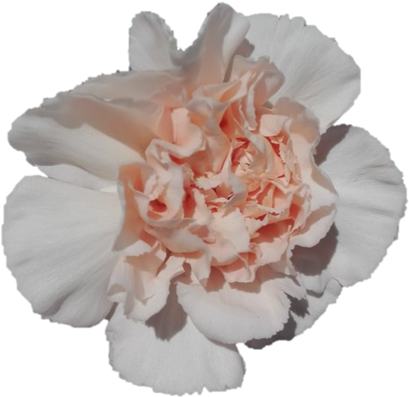 Pamumukad na Bulaklak na Carnation na Peach Wallpaper