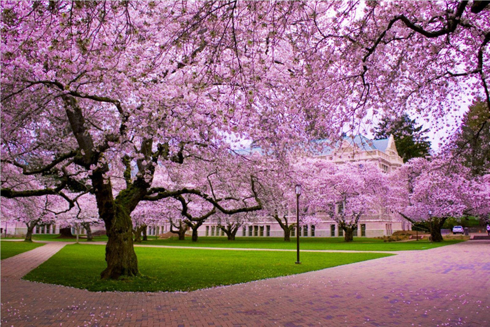 Panahon ng Sakura Wallpaper