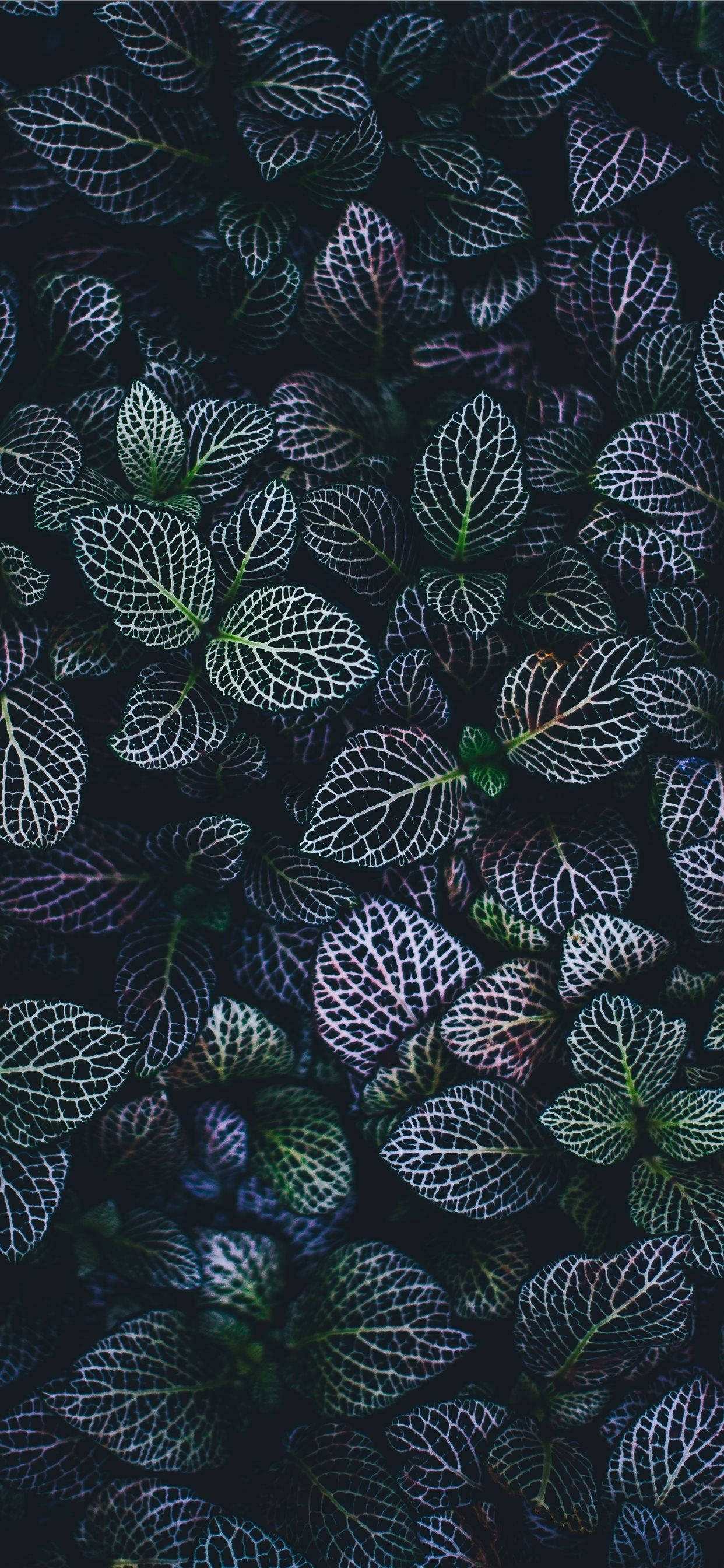 Panatiling Presko ang Iyong Home Screen gamit ang Plants iPhone Wallpaper