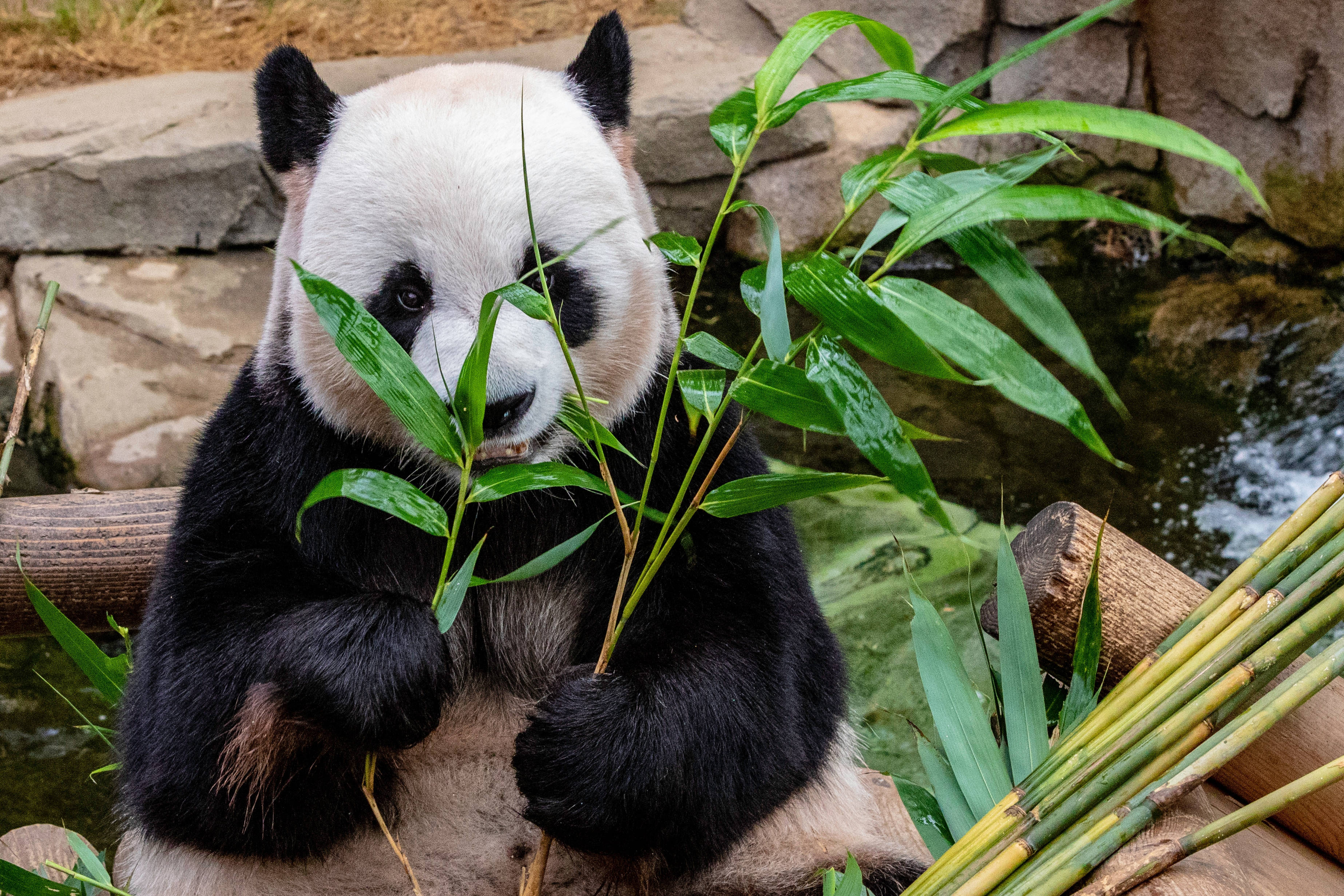 Panda Kumakain ng Kawayan Wallpaper