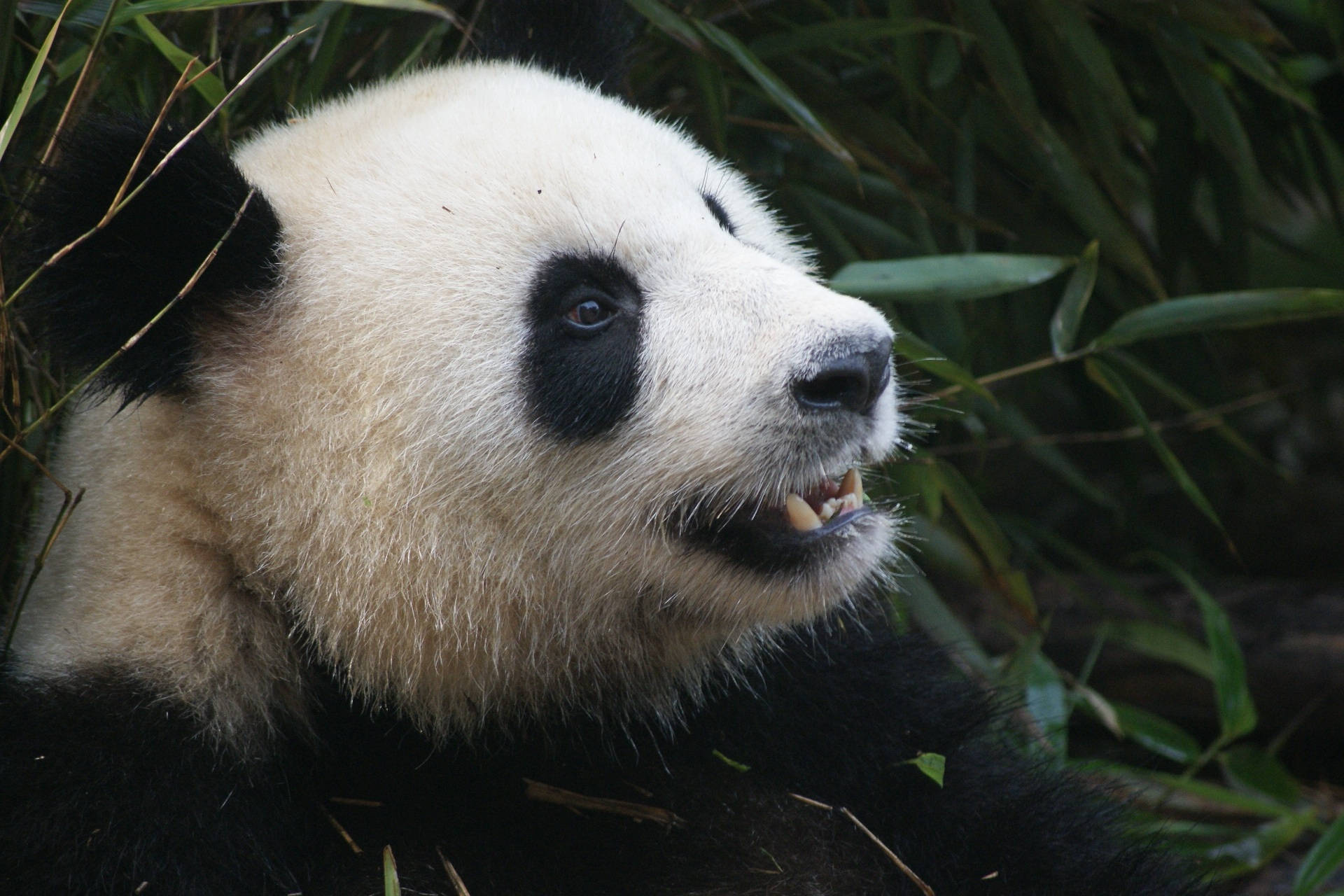 Panda na May Matalas na Ngipin Wallpaper