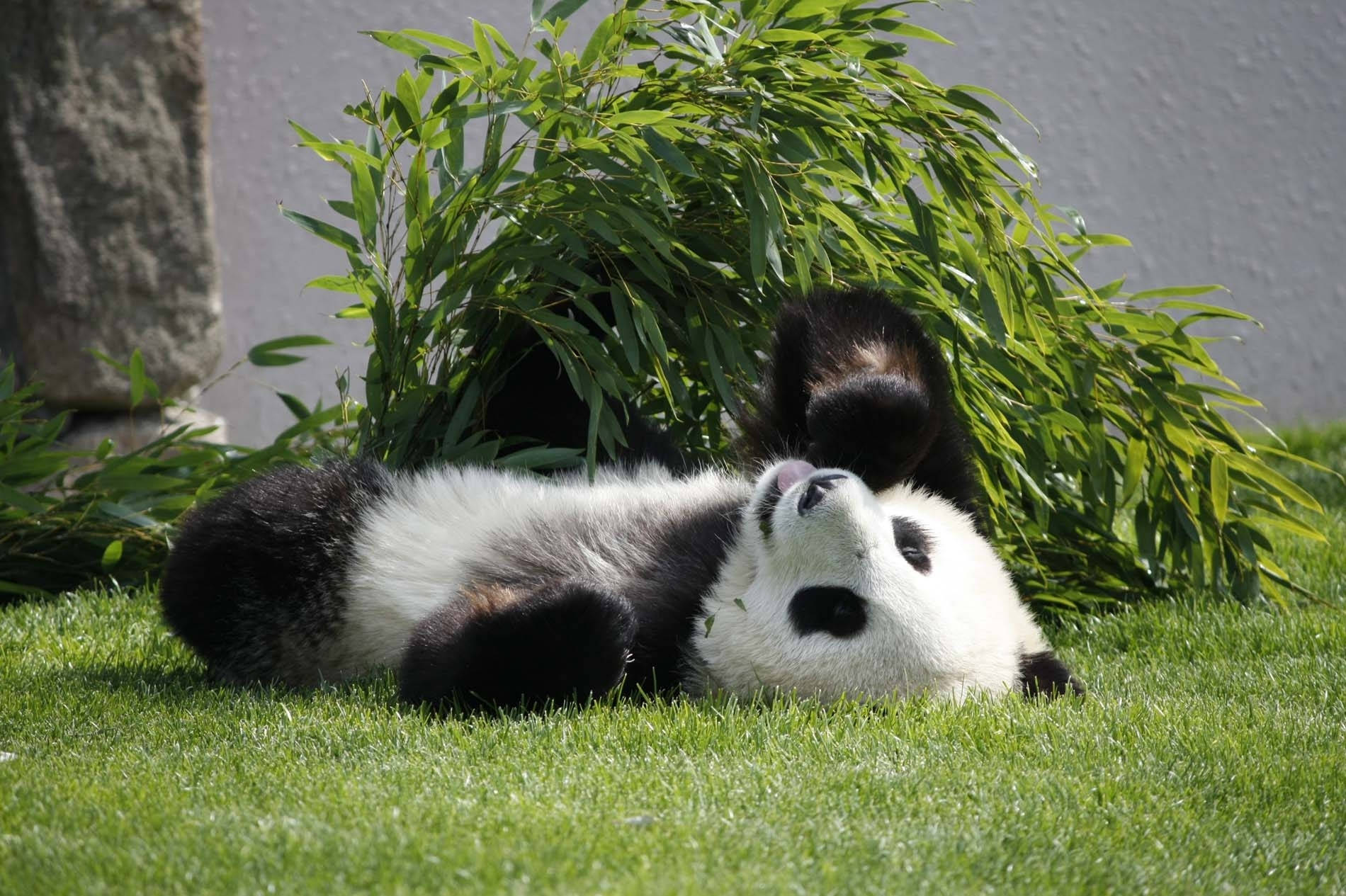 Panda Nakahiga Nakaharap Wallpaper