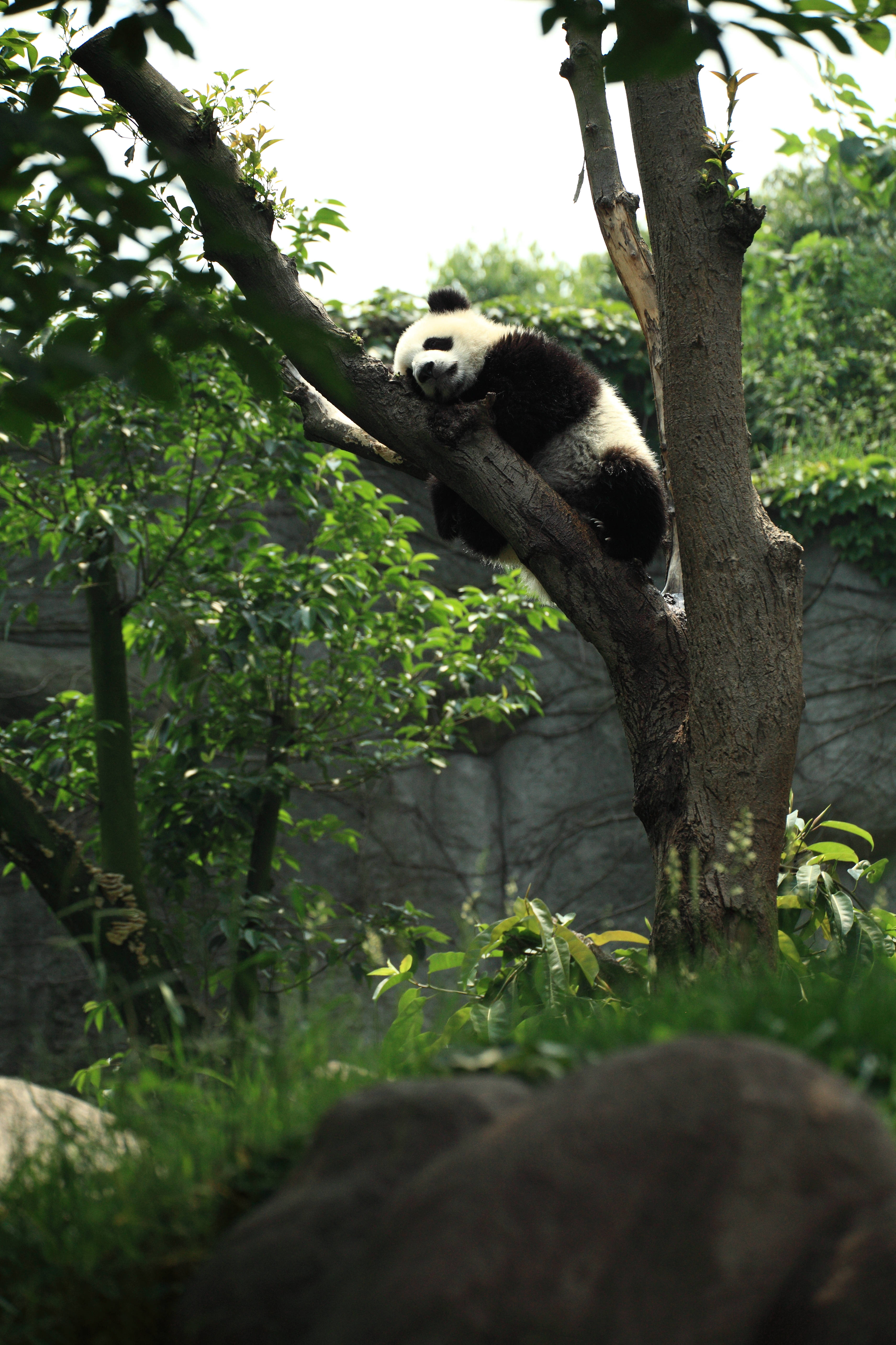 Panda Natutulog sa Puno Wallpaper