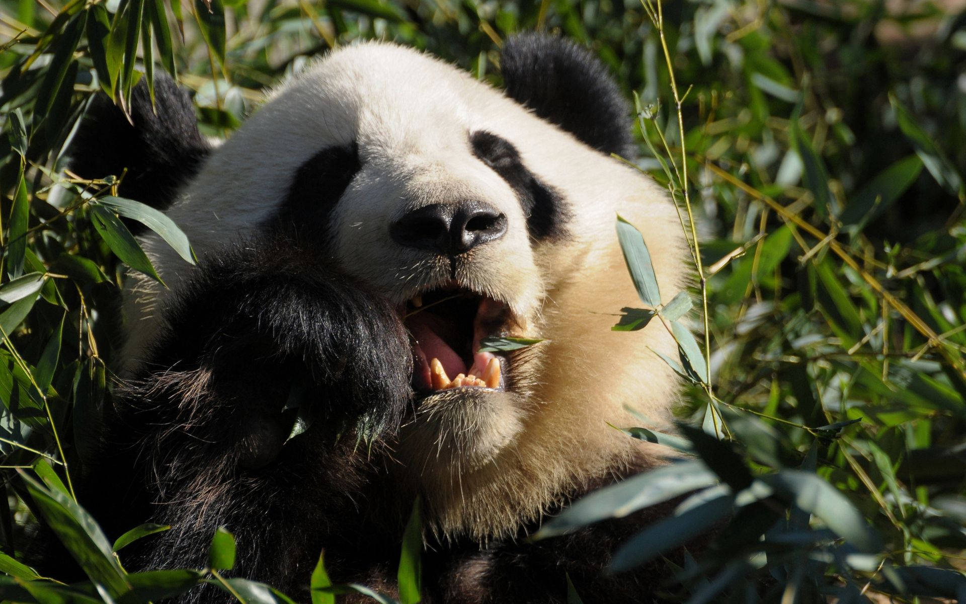 Panda Ngumunguya ng Pagkain Close-Up Wallpaper