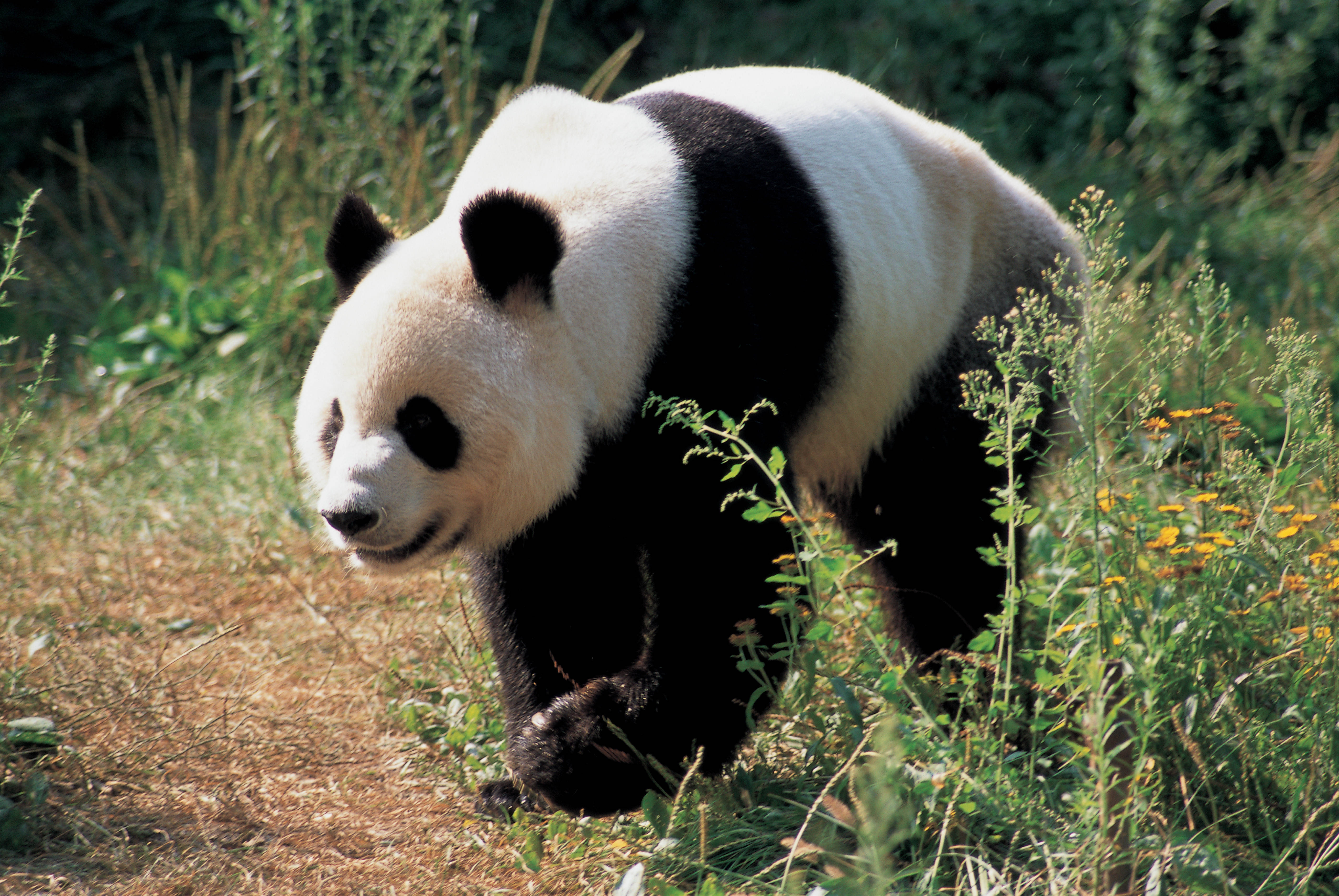 Panda sa Luntiang Damo Wallpaper