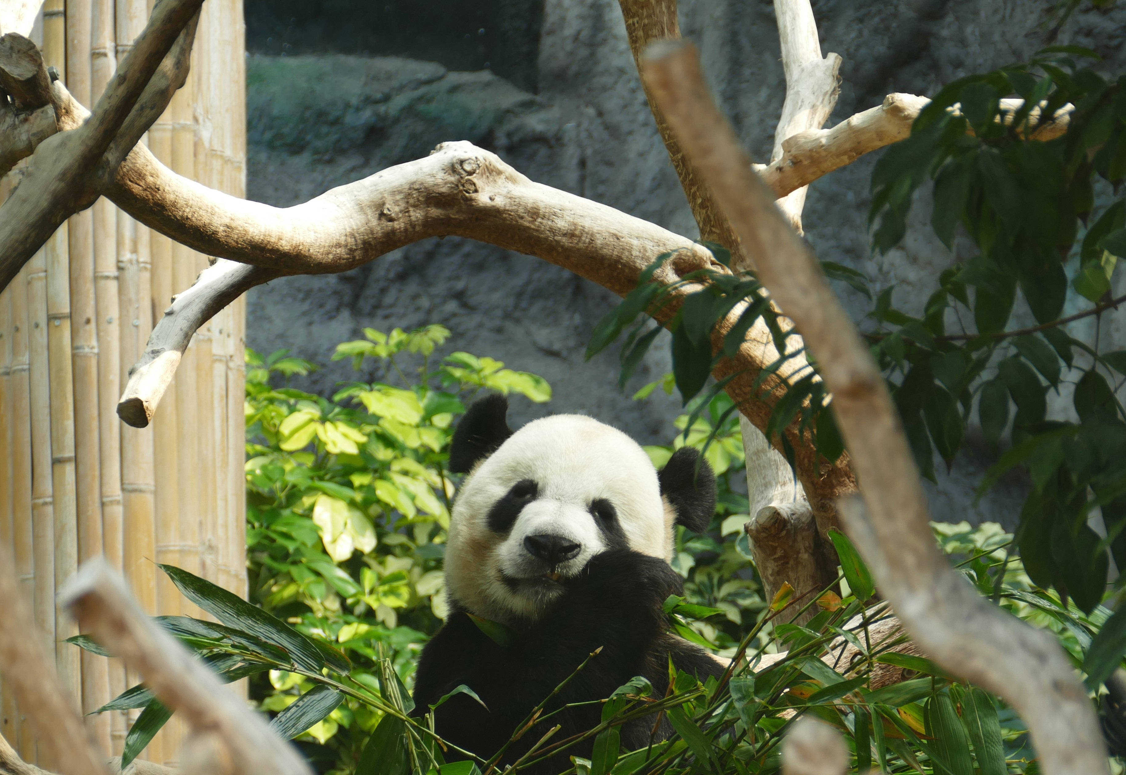 Panda sa Sanga ng Puno Wallpaper