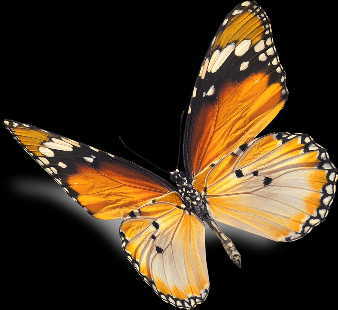 Paruparo Monarch na Itim na Background Wallpaper